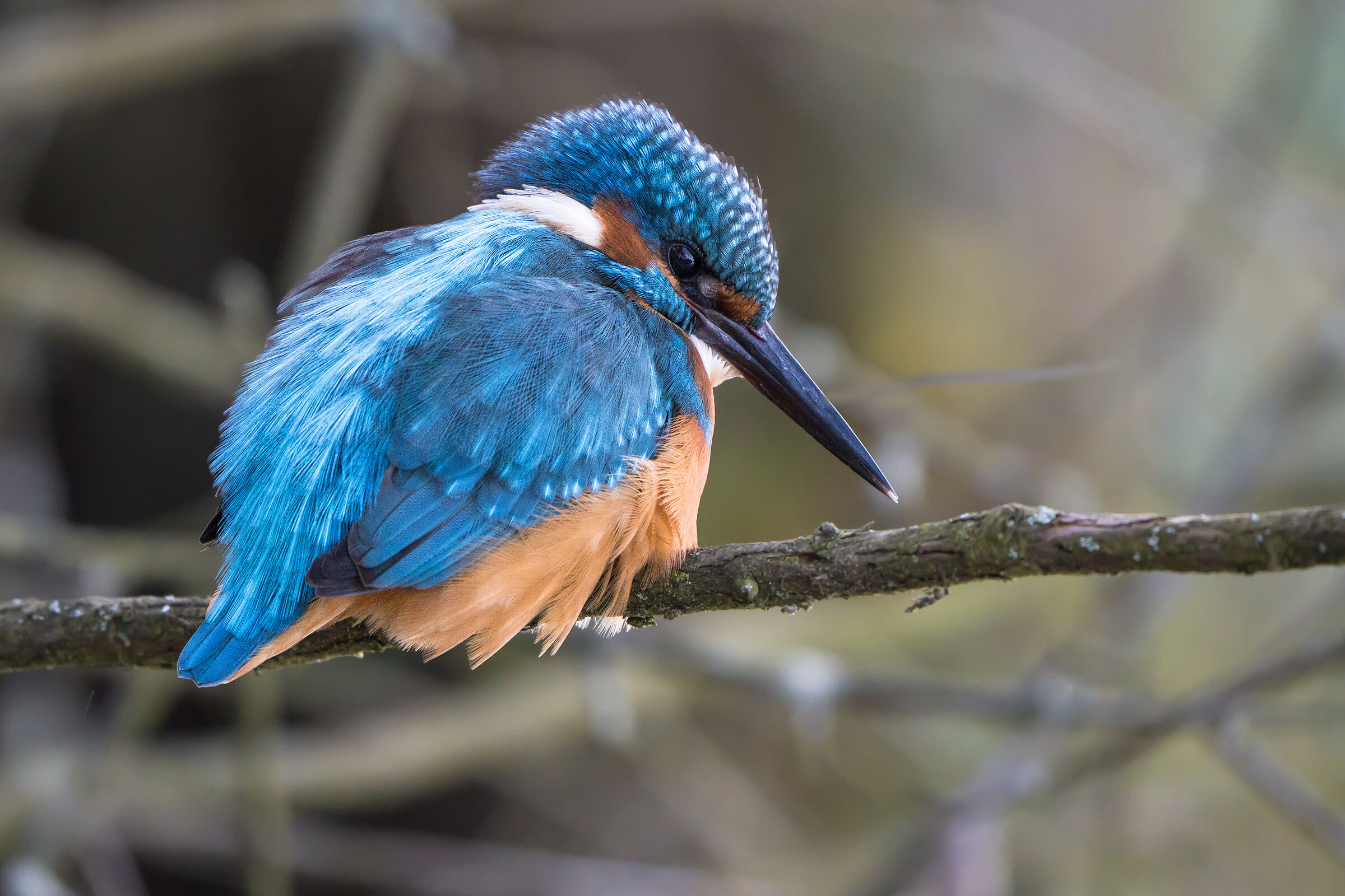 Common kingfisher (Alcedo atthis)