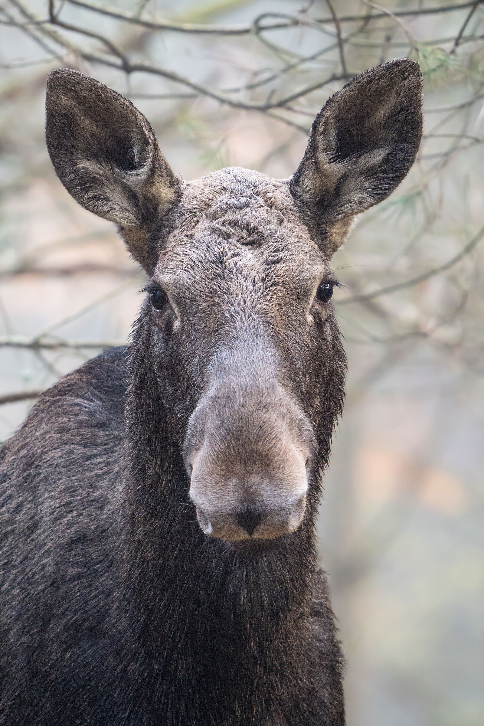 Moose (Alces alces)