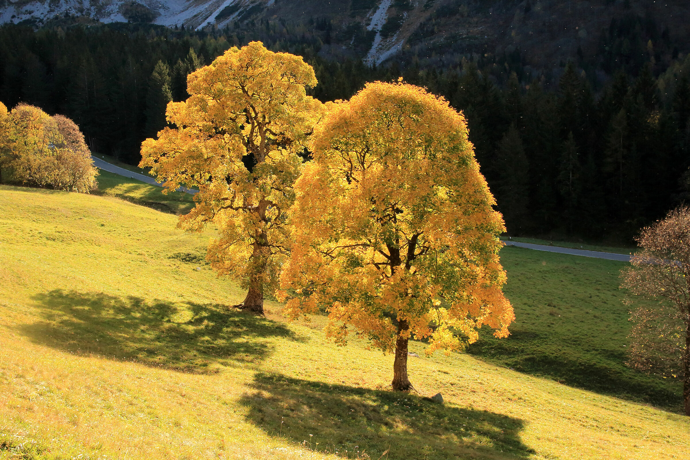 gli aceri dei Campelli