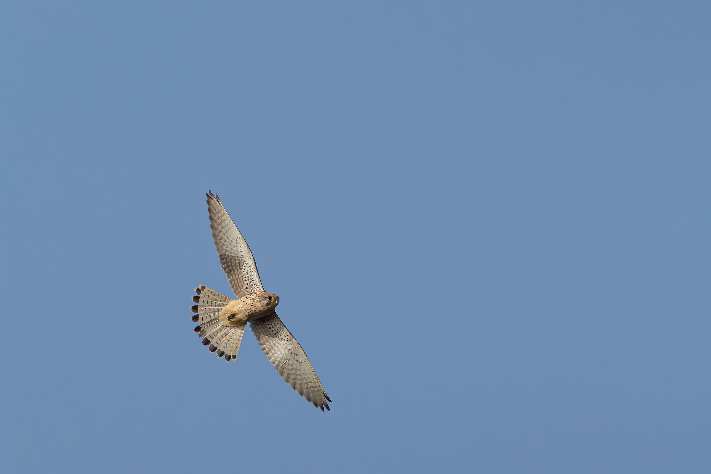 Kestrel