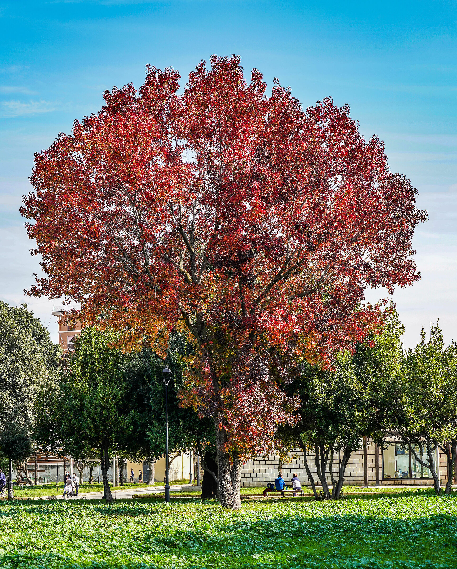 Aversa parco