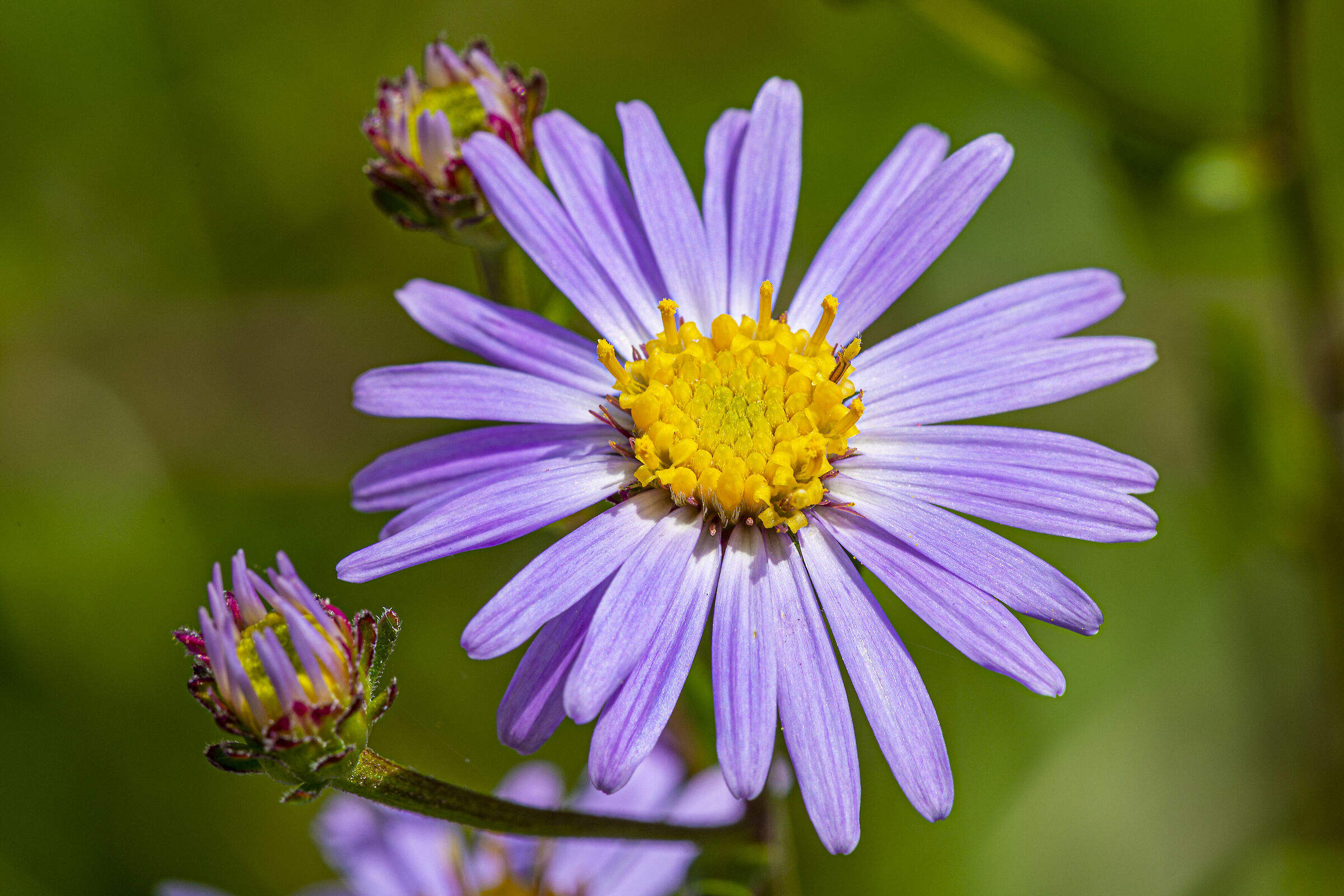 Aster