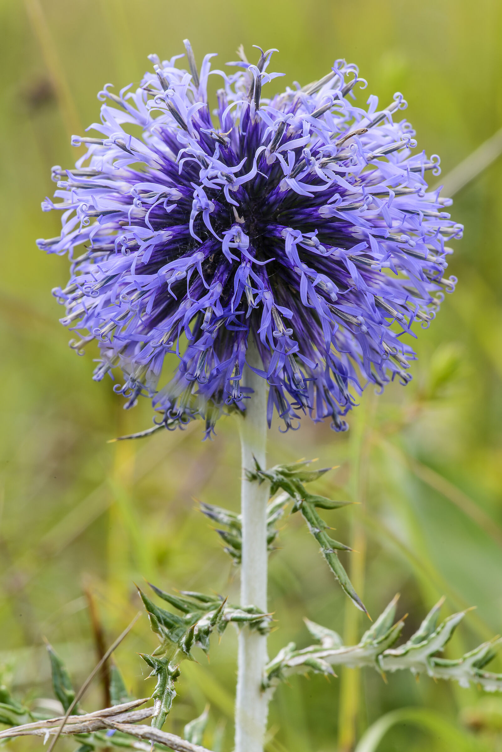 Echinops back
