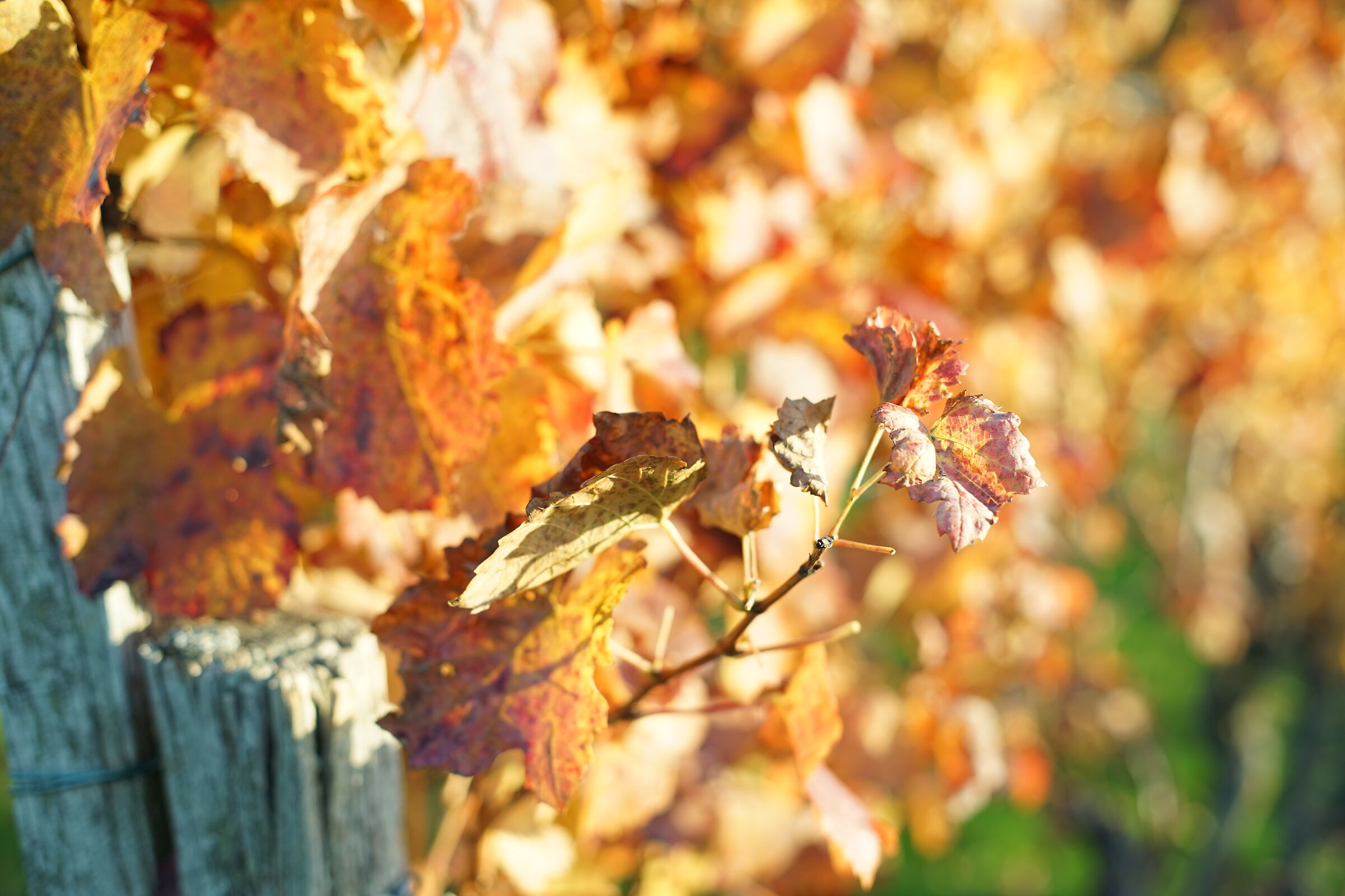 autumn_3