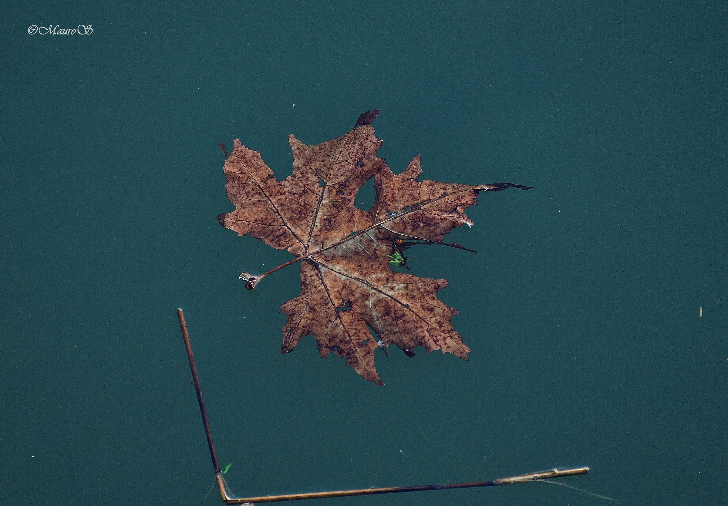 the Leaf