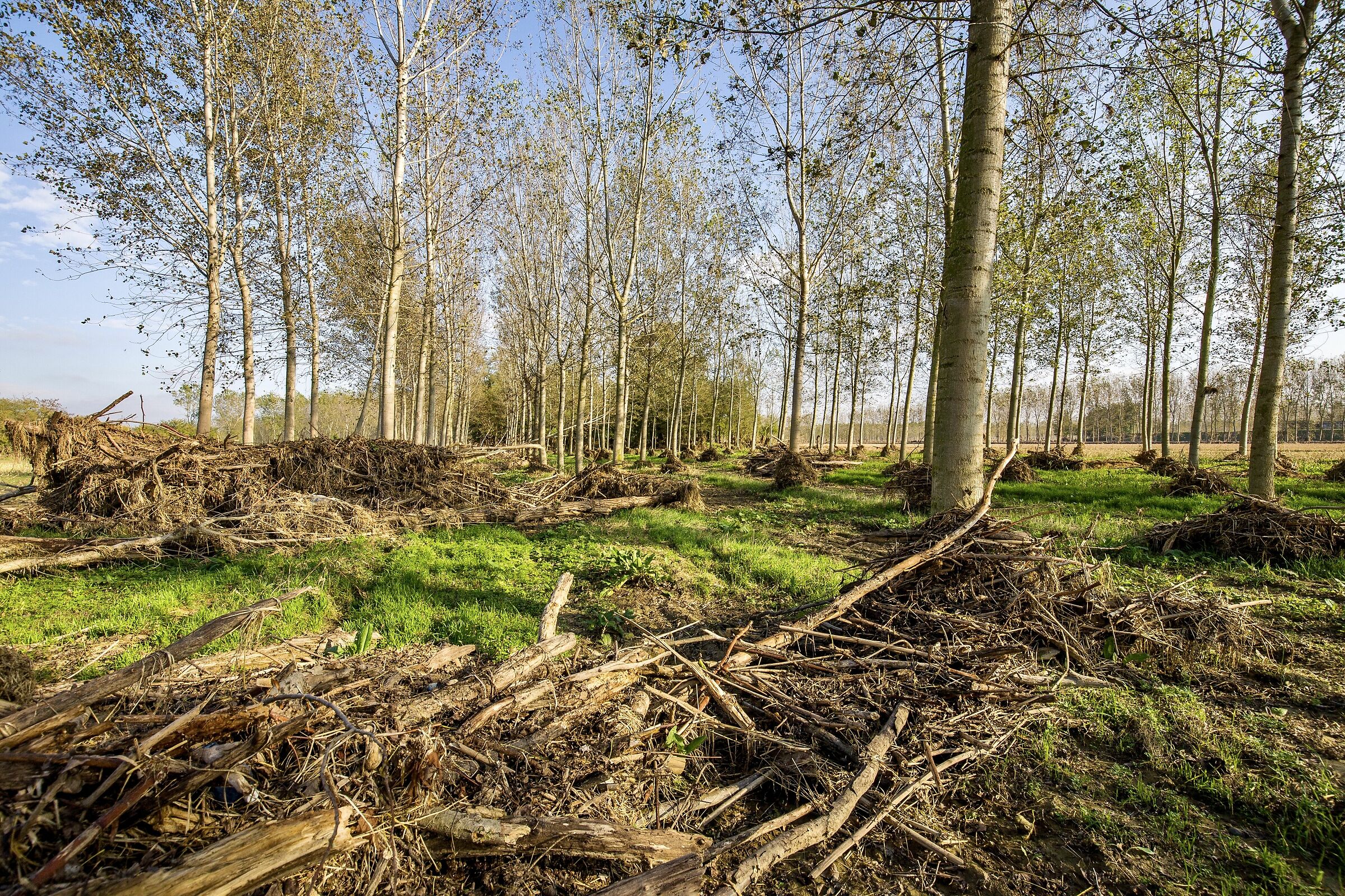 The legacy of the after full