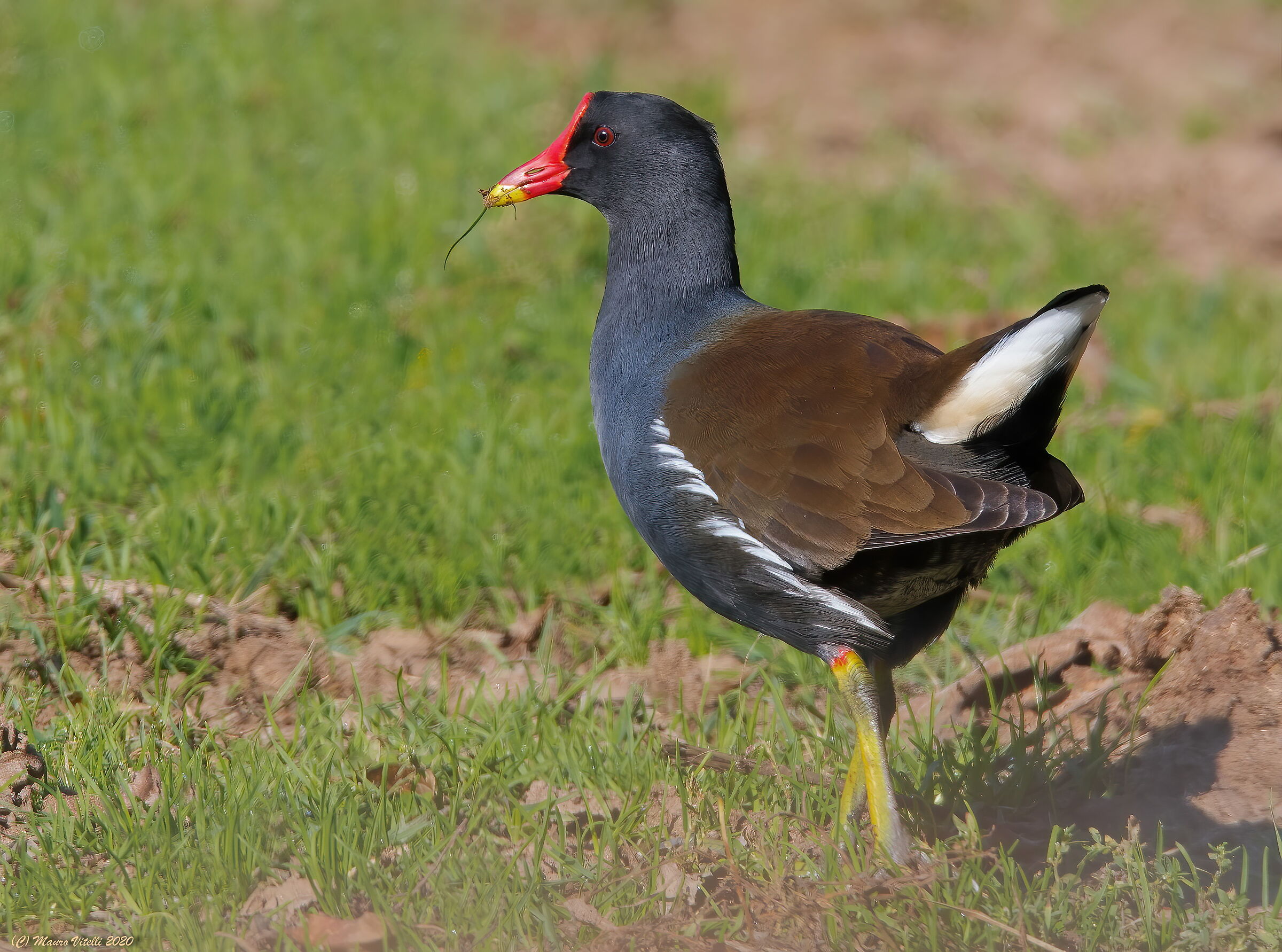 The beautiful in the lawn...