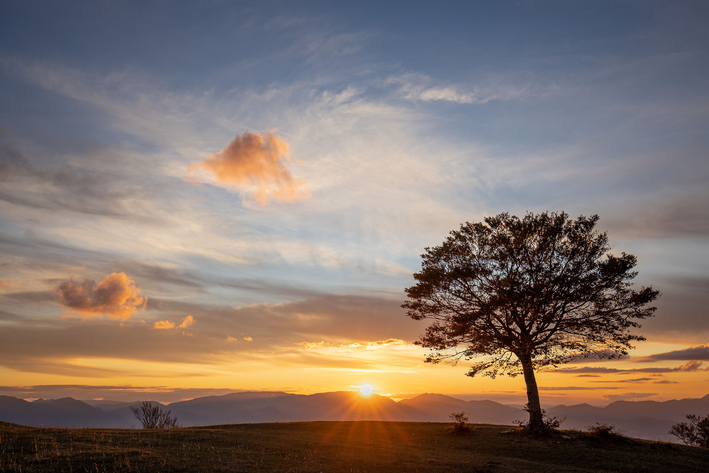 L'albero solitario