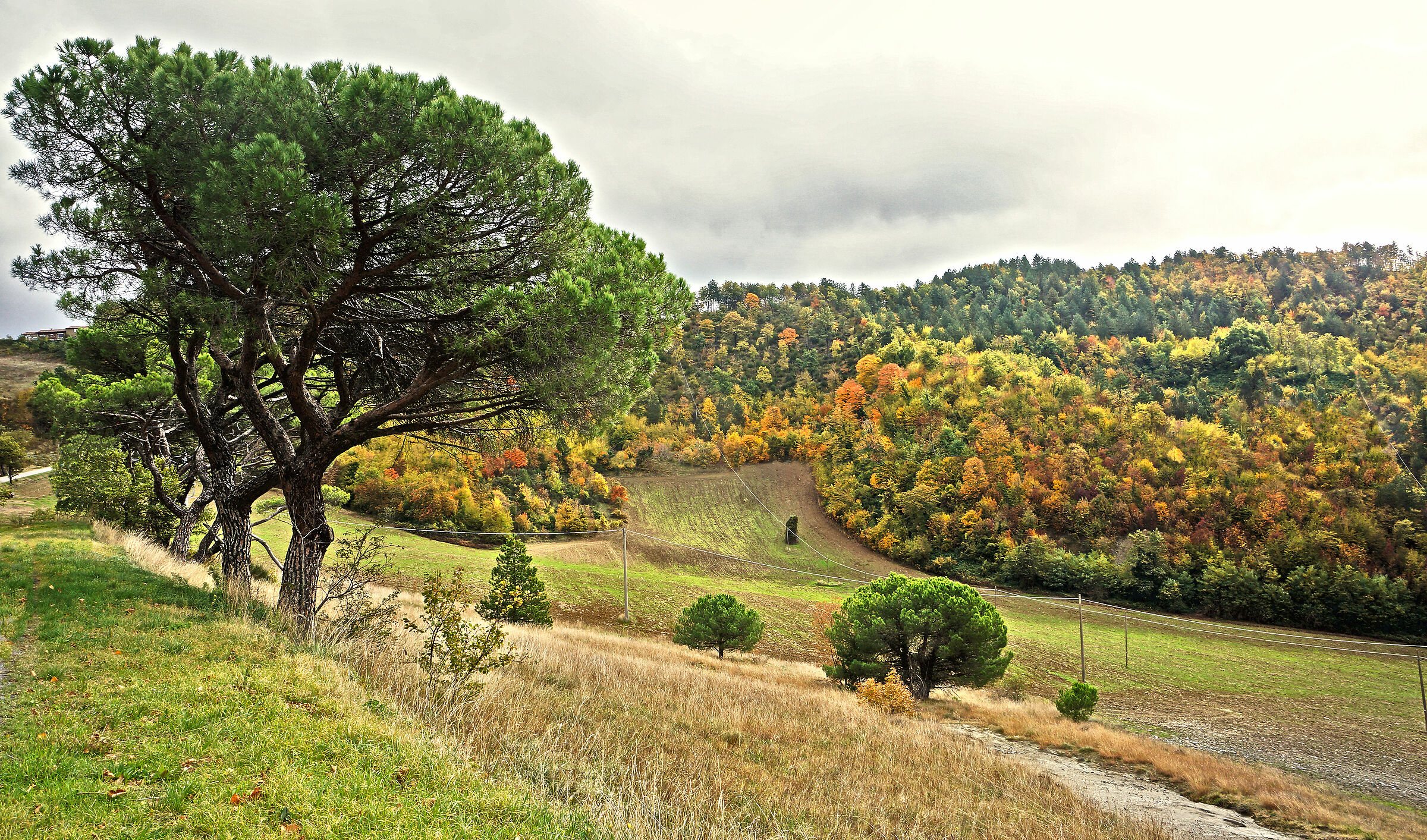 Always green and not.