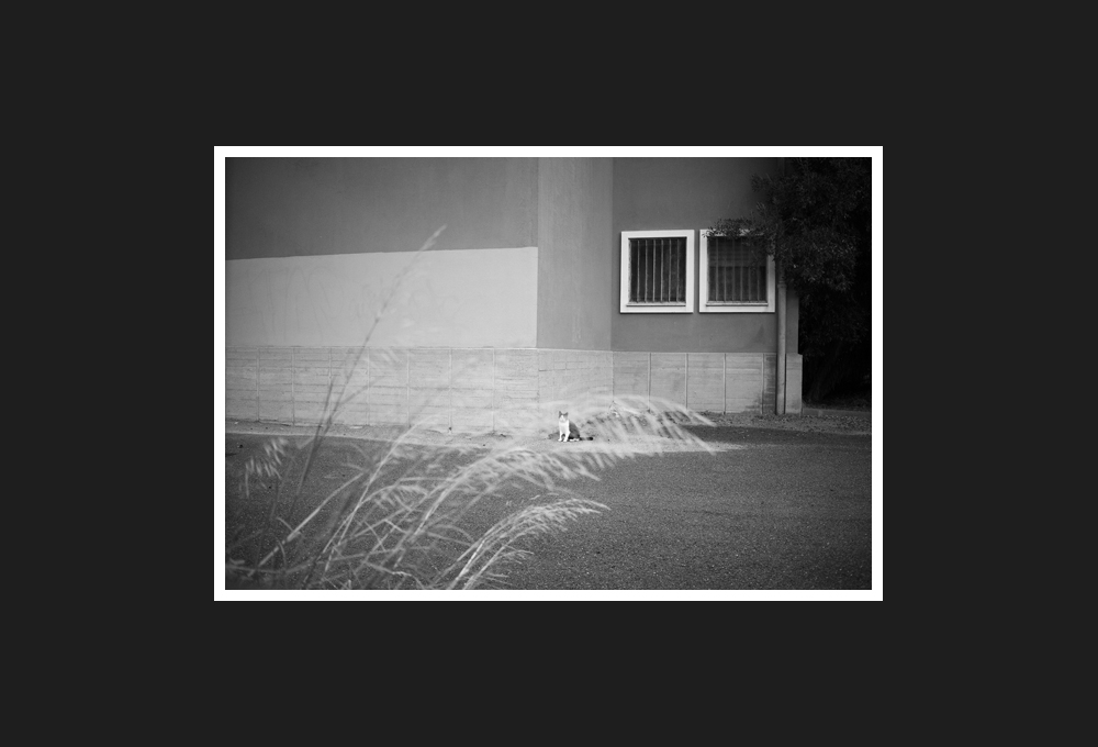 gatto silvestro, 2018