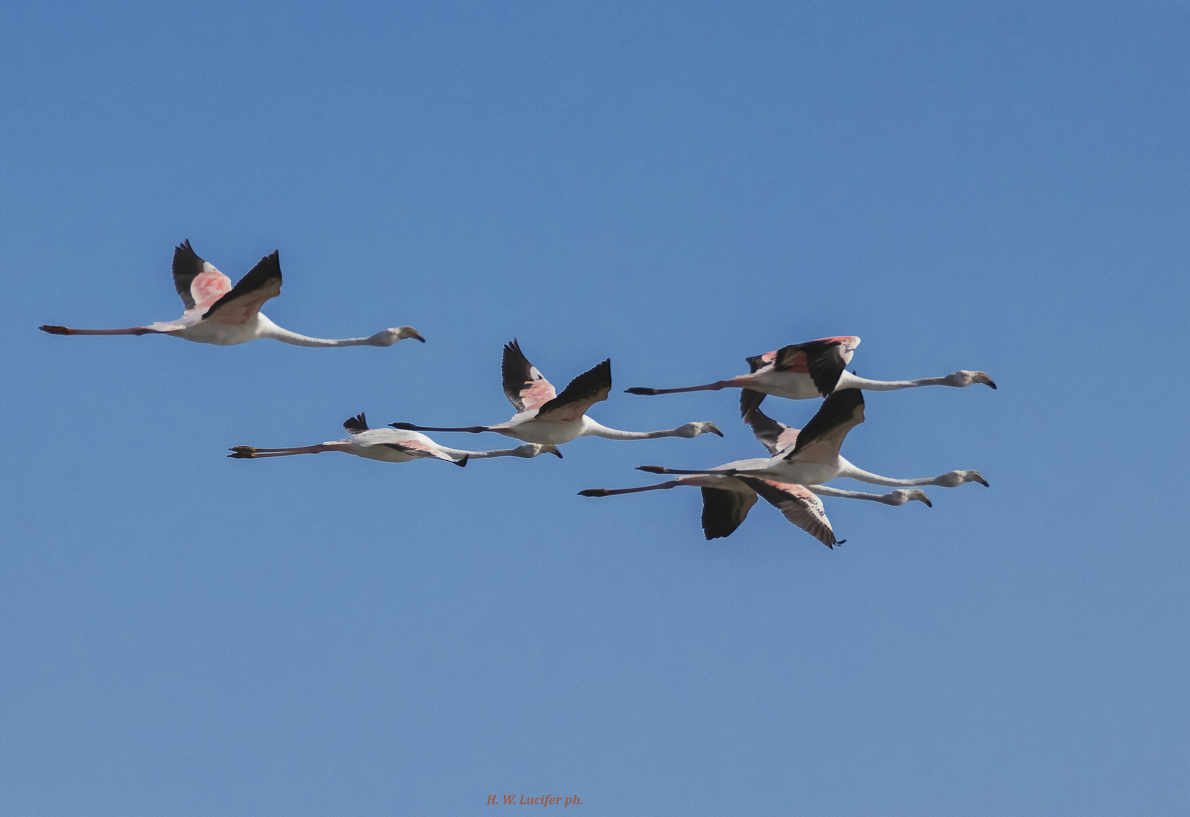 The Rosanero Squadron