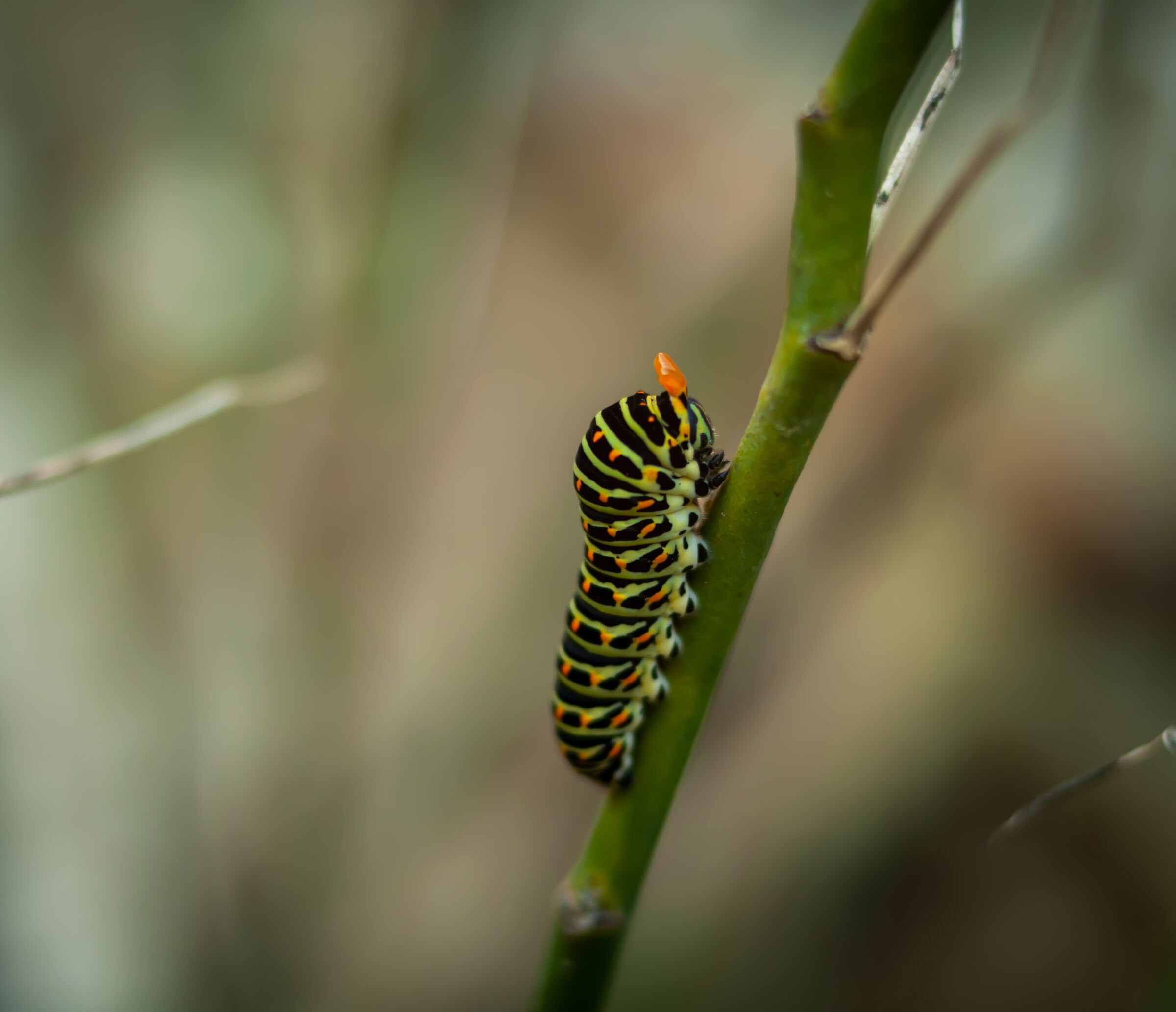 Caterpillar