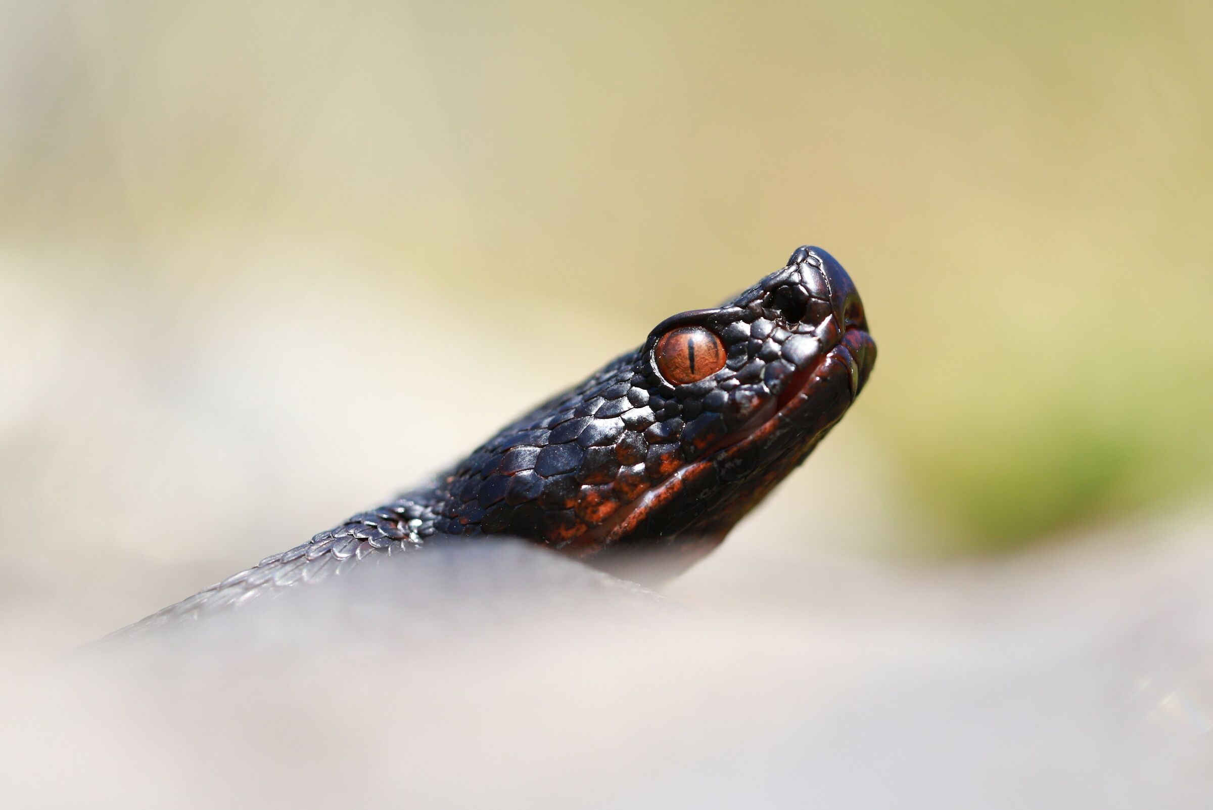 Viper aspis ssp. atra female (Bern, Switzerland)