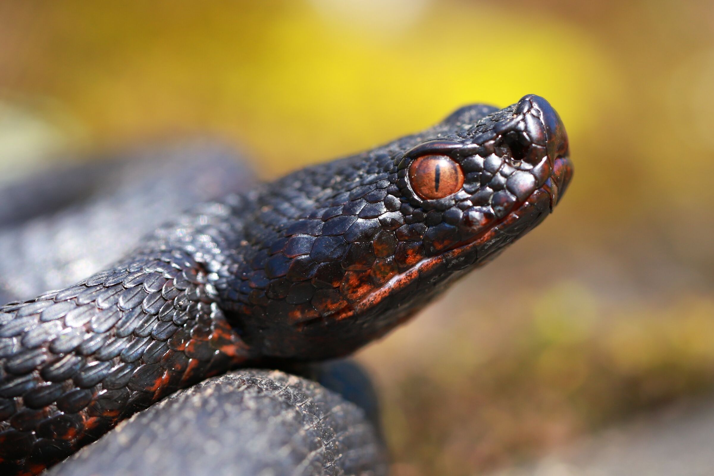 Viper aspis ssp. atra, female (Bern, Switzerland)