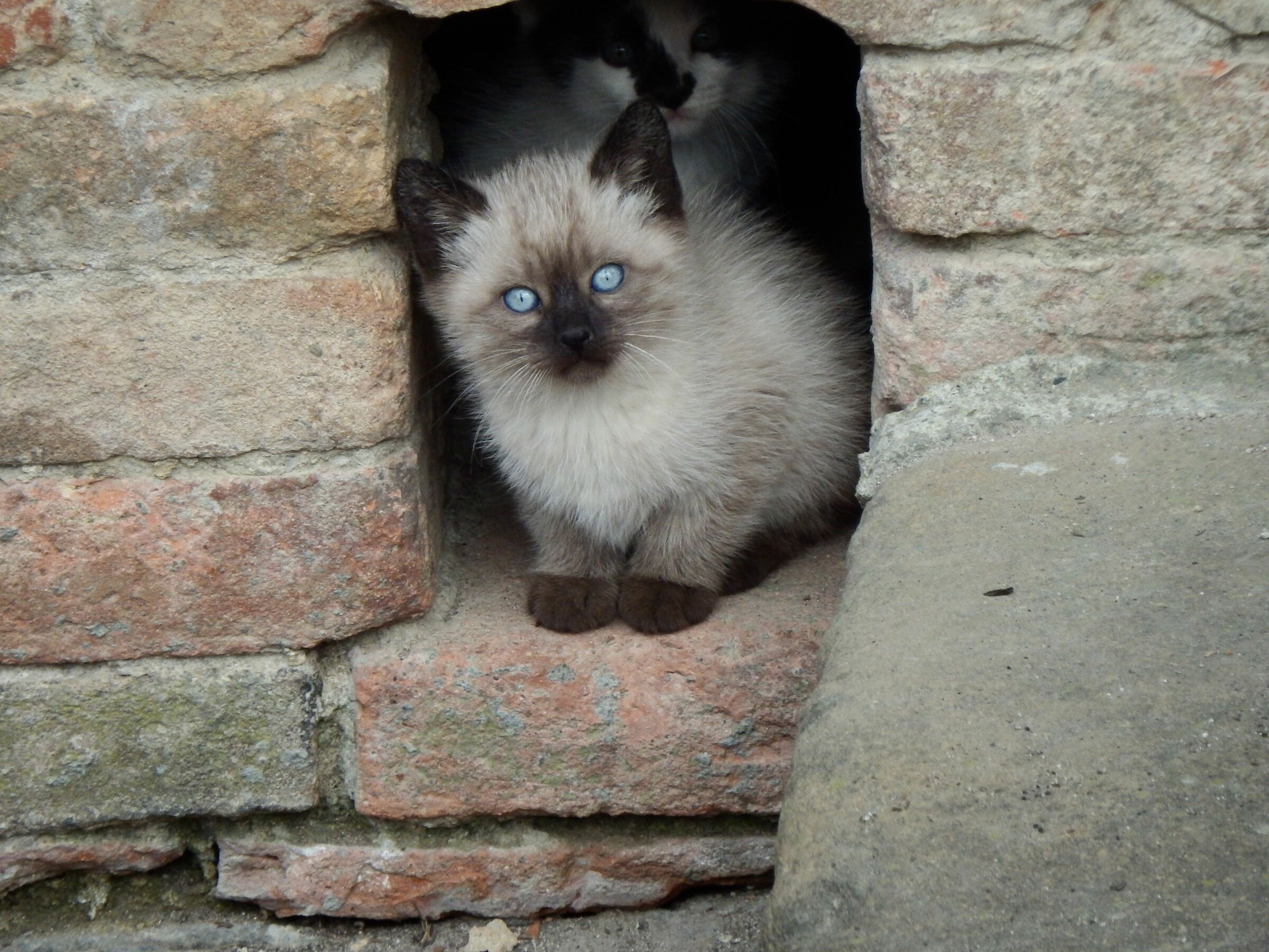 Sotto lo sguardo vigile della madre, il micio osserva.