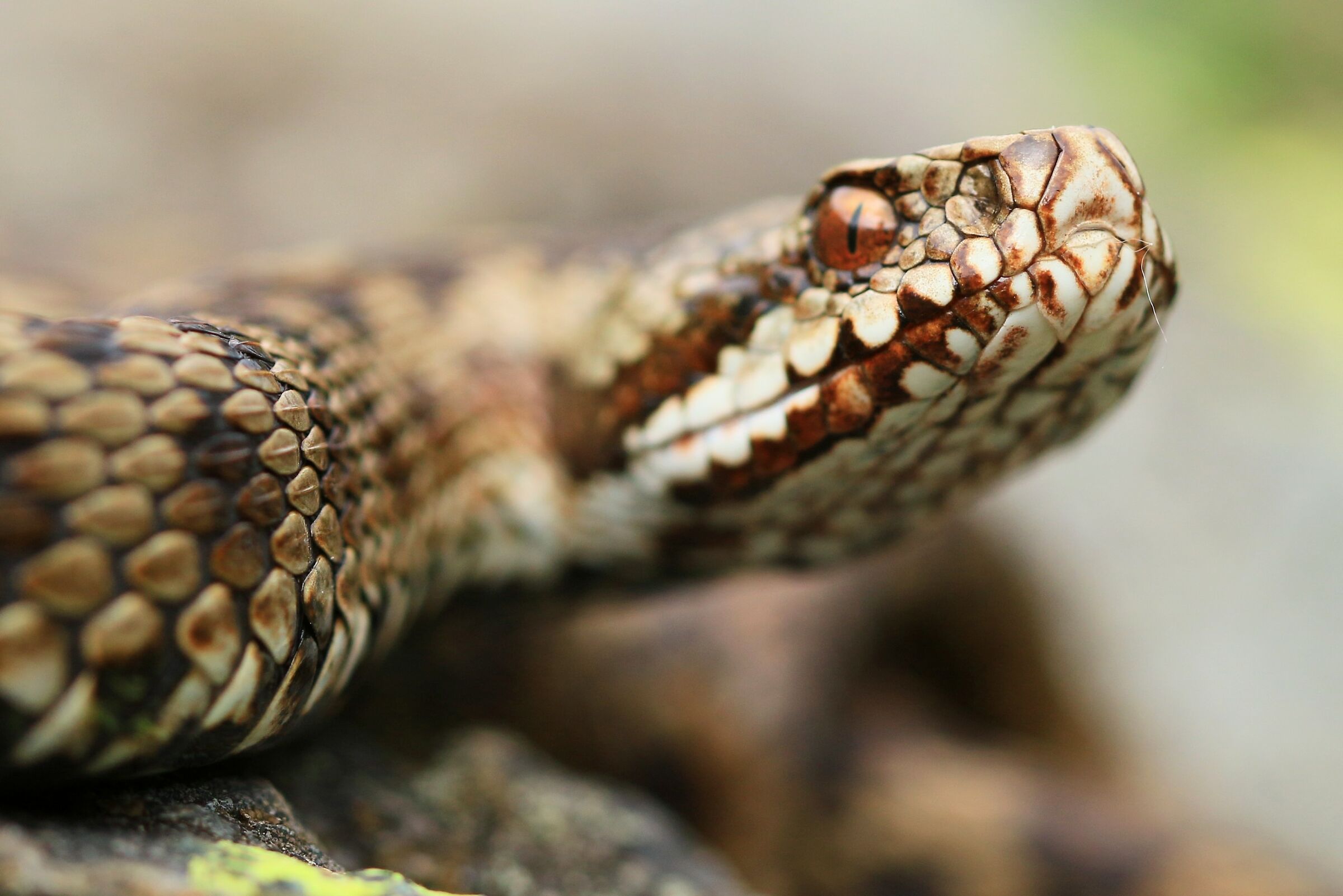 Viper berus ssp. berus, female (Lombardy, Italy
