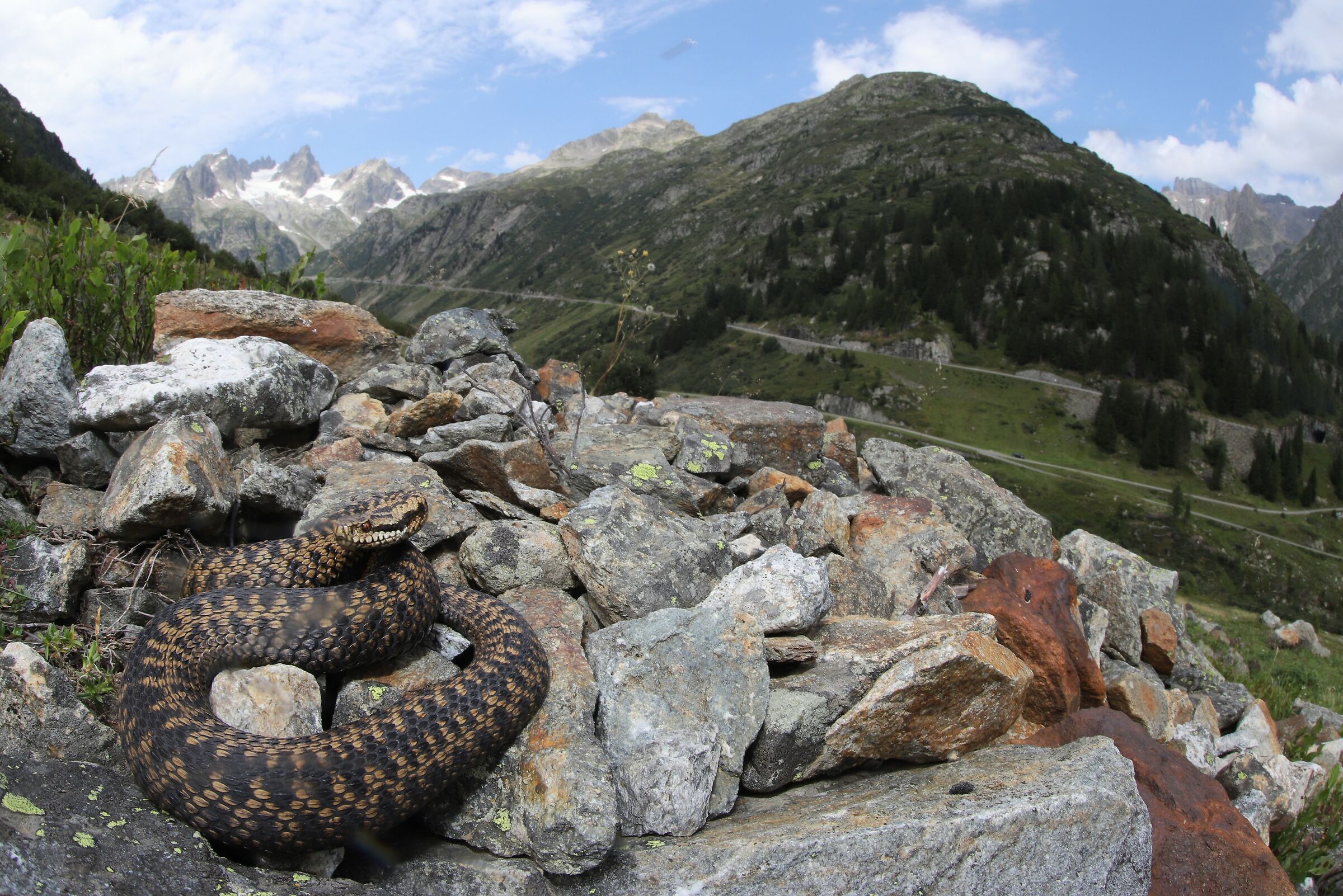 Viper berus ssp. berus, female, (Uri, Switzerland)