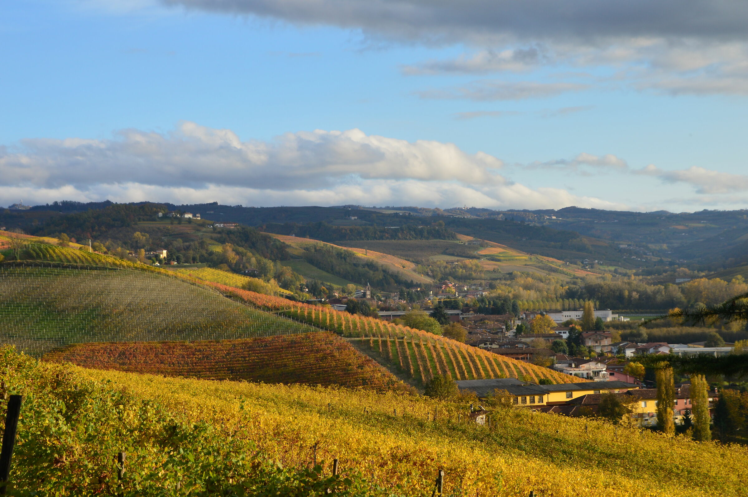 Vigneti in Alta Langa