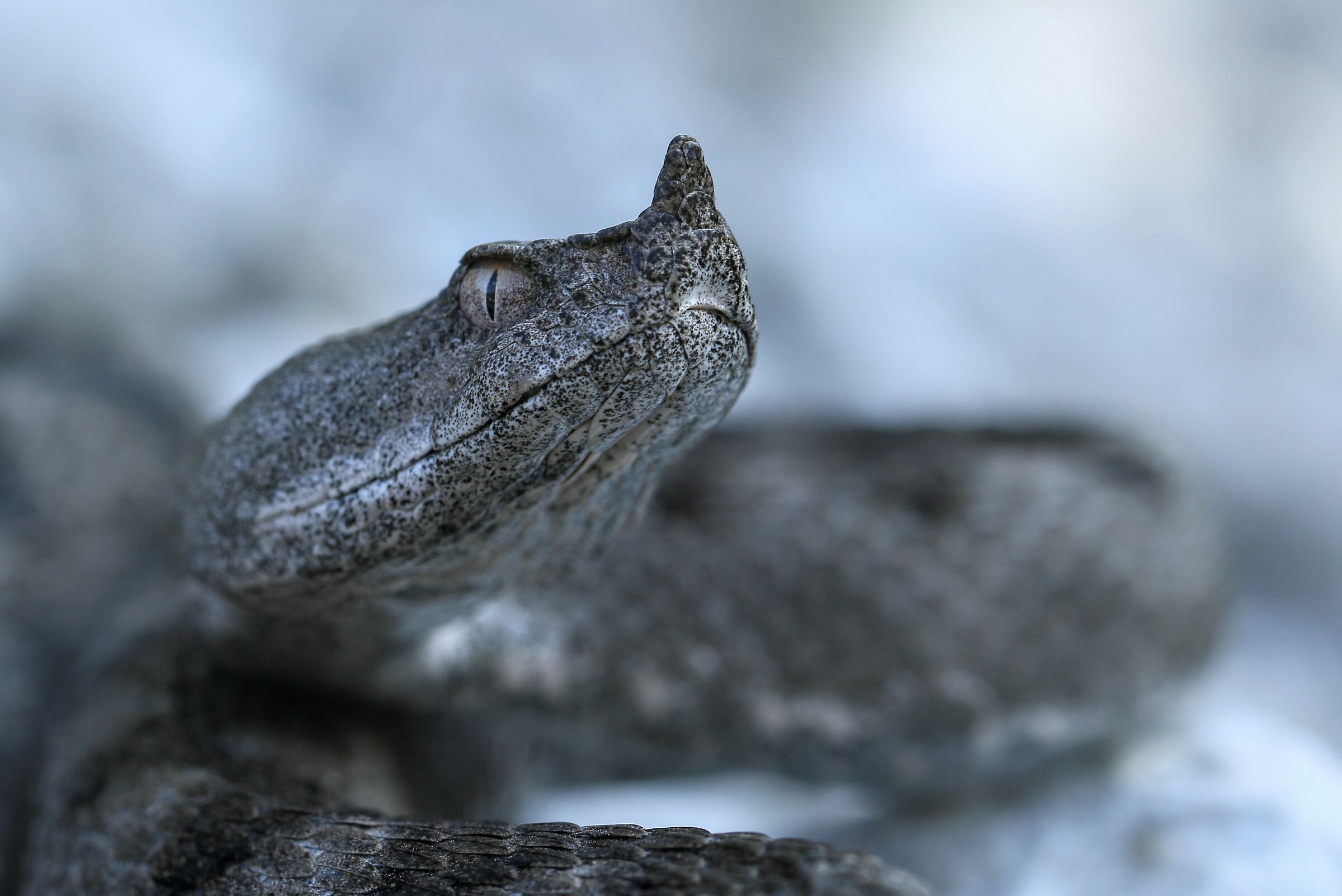 Viper ammodytes, ssp. ammodytes (Friuli, Italy)