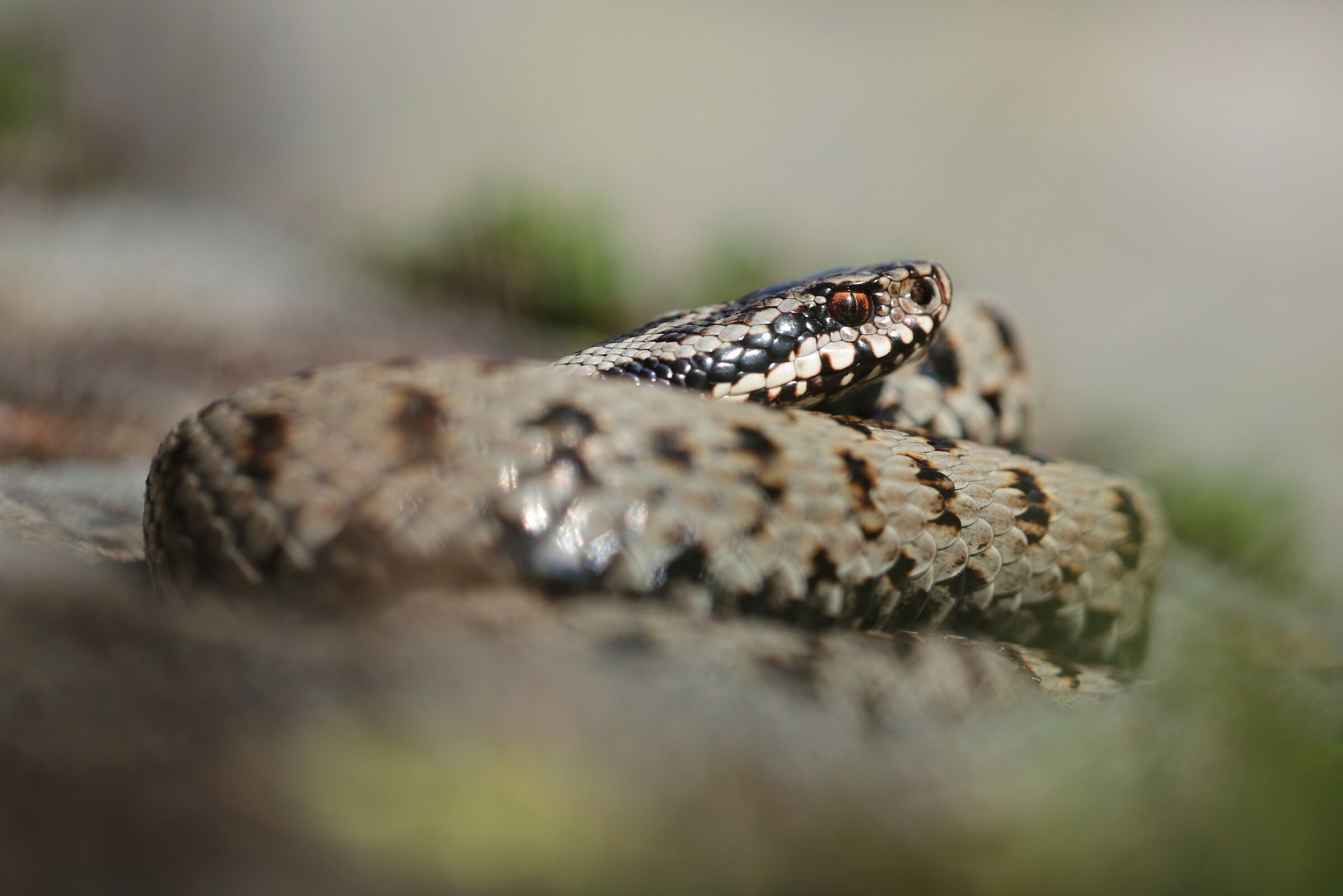 Viper berus ssp. berus, male (Lombardy, Italy