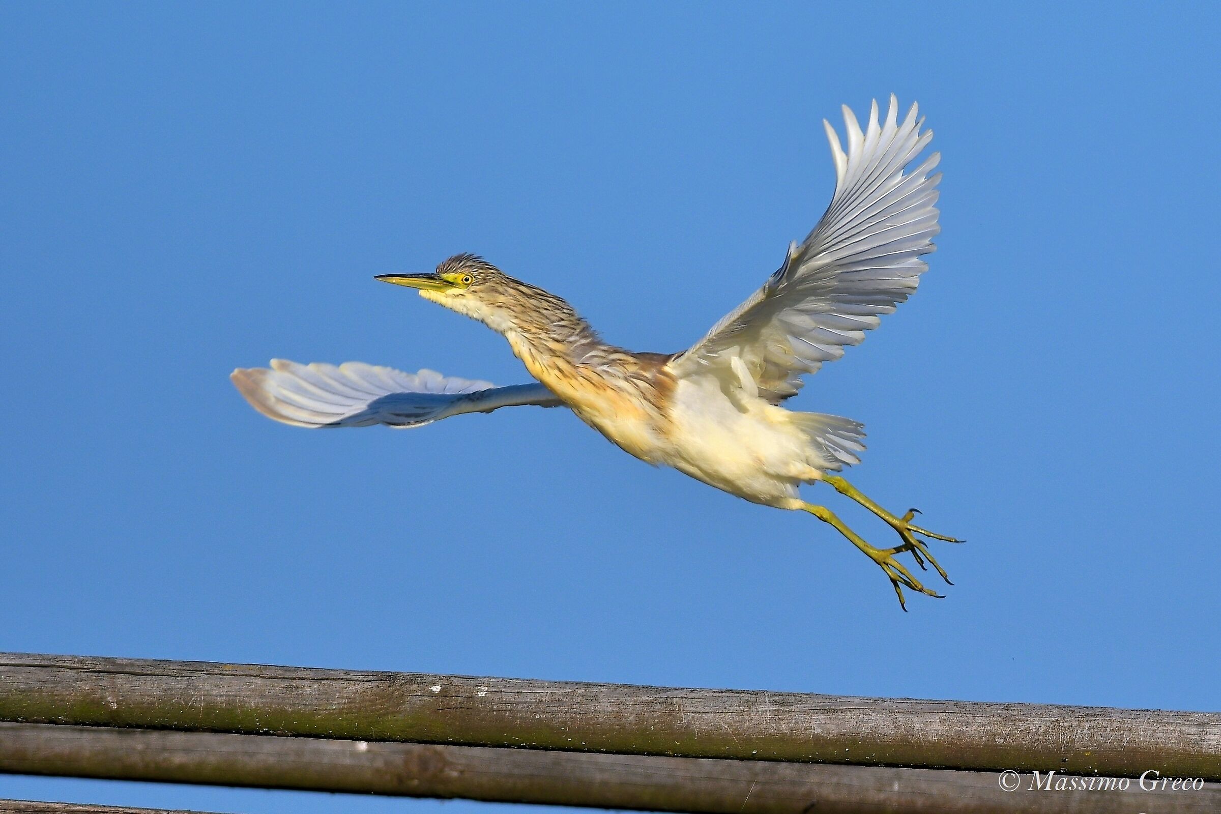 Tufted Sgarza (Ardeola ralloides)