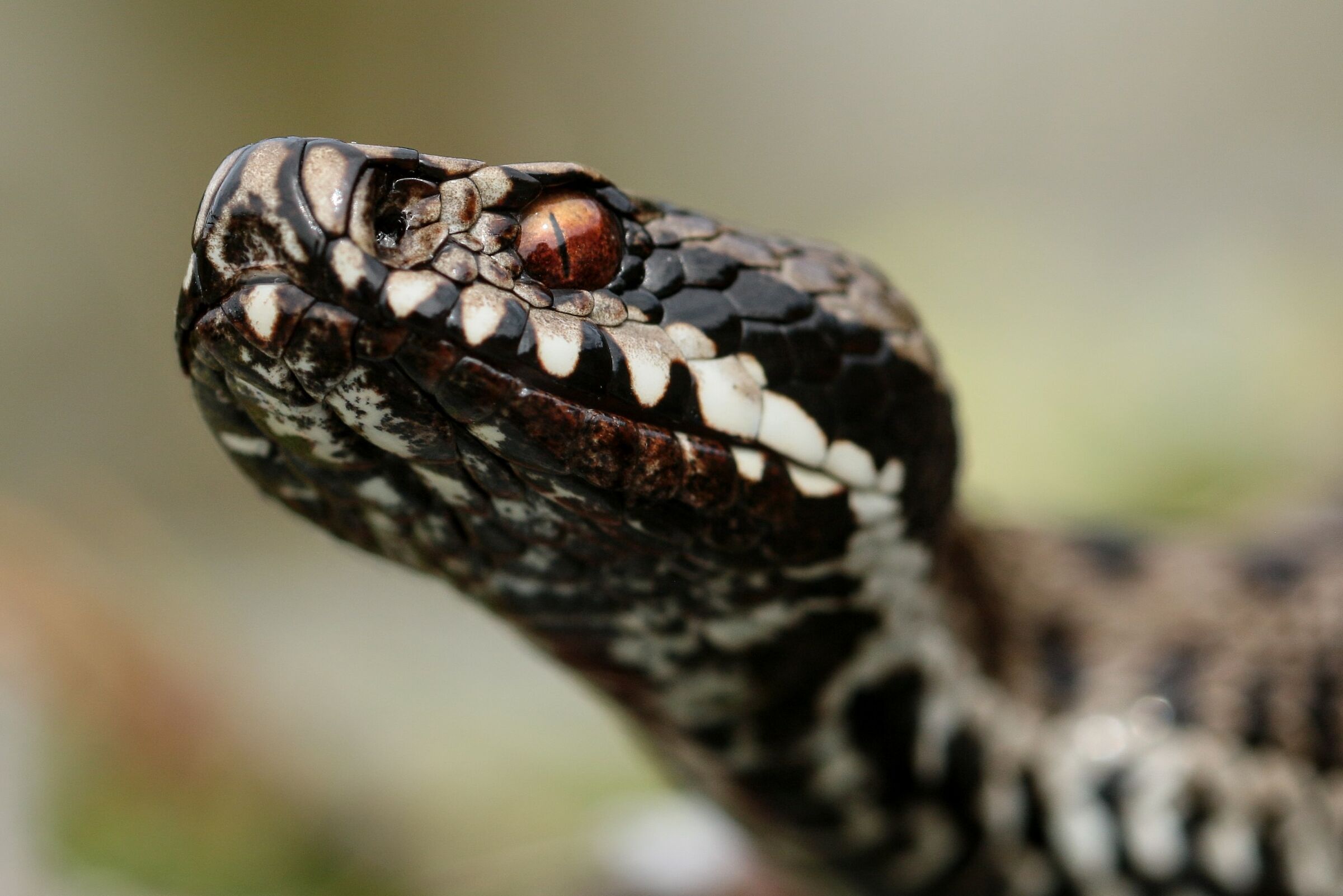 Viper berus ssp. berus, female (Bern, Switzerland)