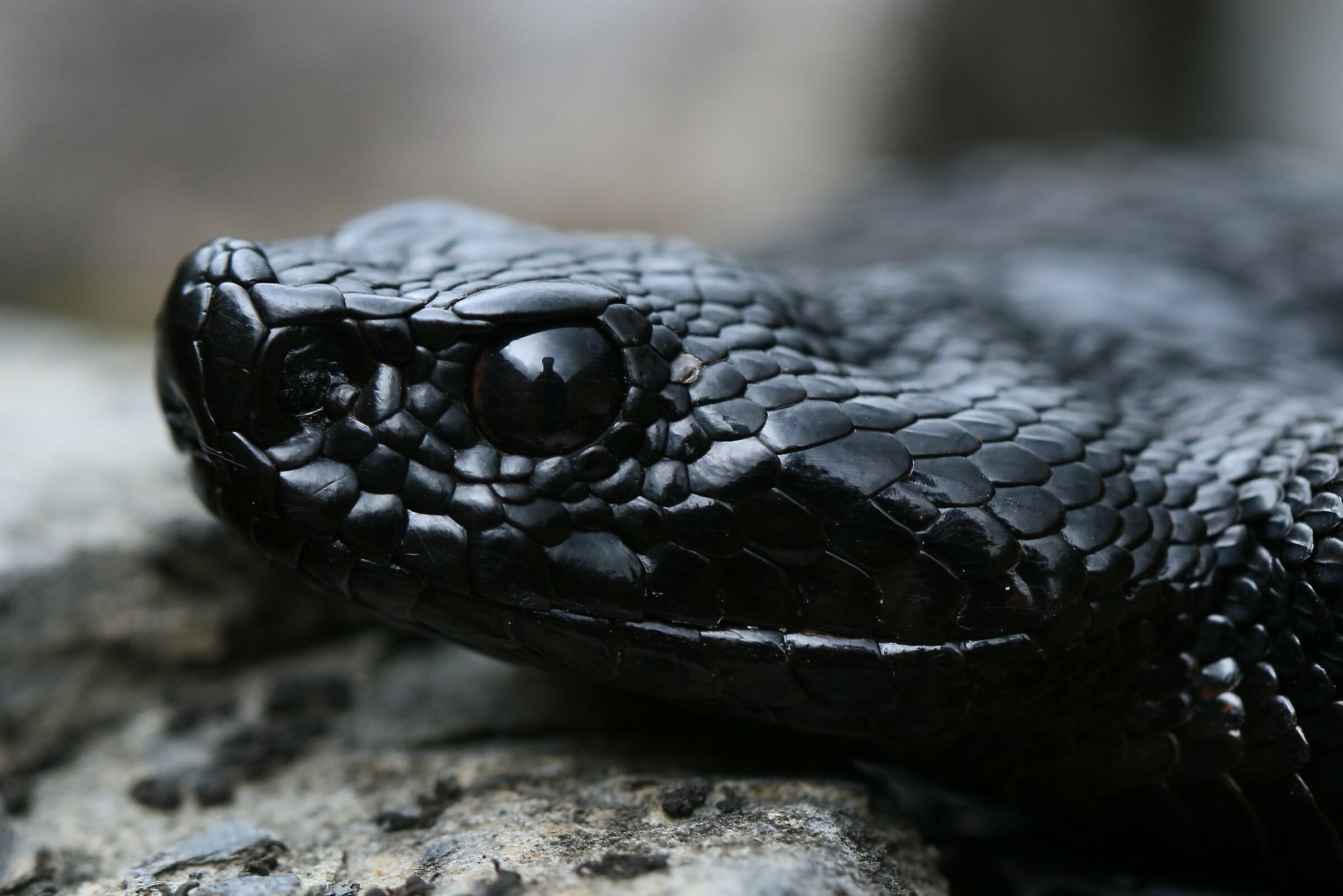 Viper aspis ssp. atra, evil (Bern, Switzerland)