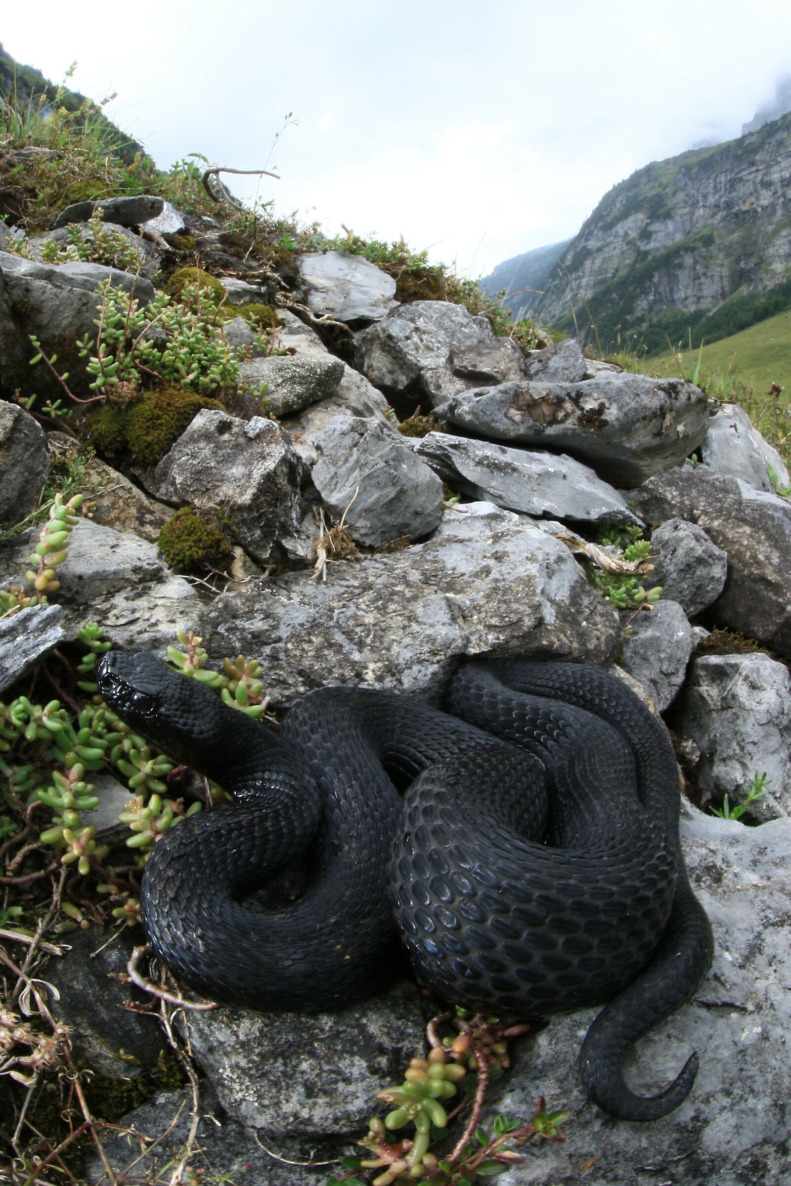 Viper aspis ssp. atra, evil (Bern, Switzerland)