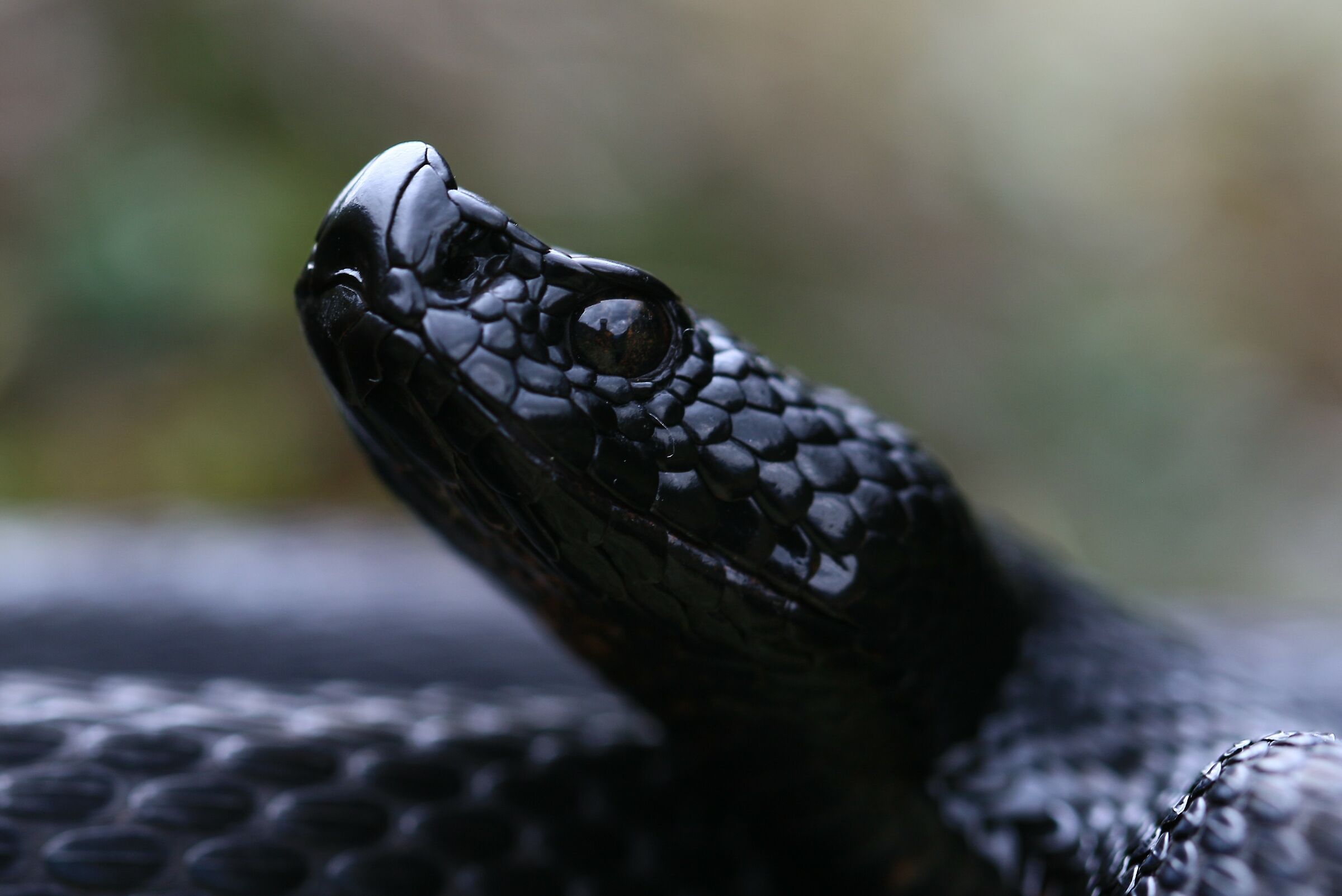 Viper aspis ssp. atra, evil (Bern, Switzerland)