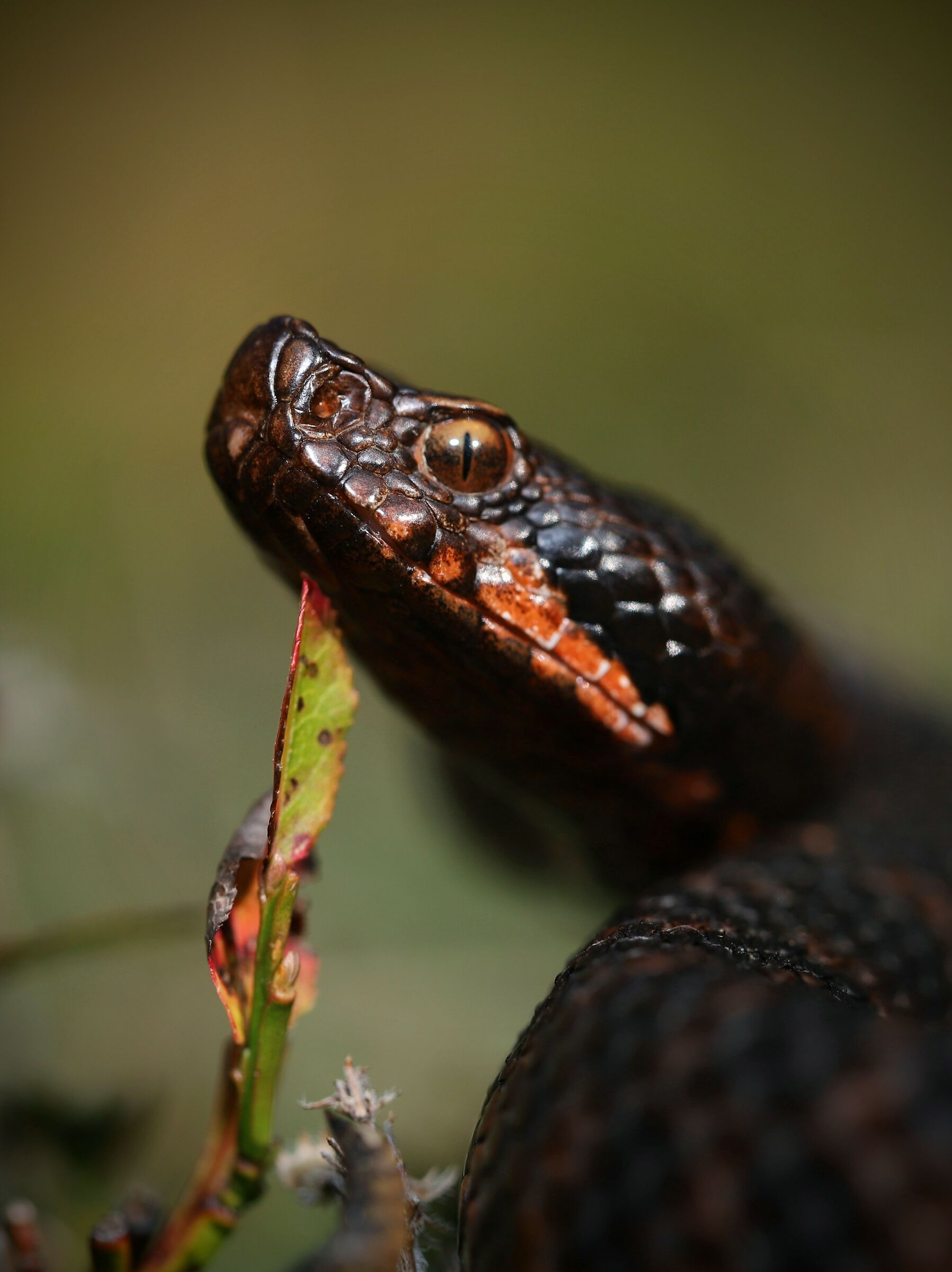 Viper aspis ssp. atra, female (Ticino, Switzerland)