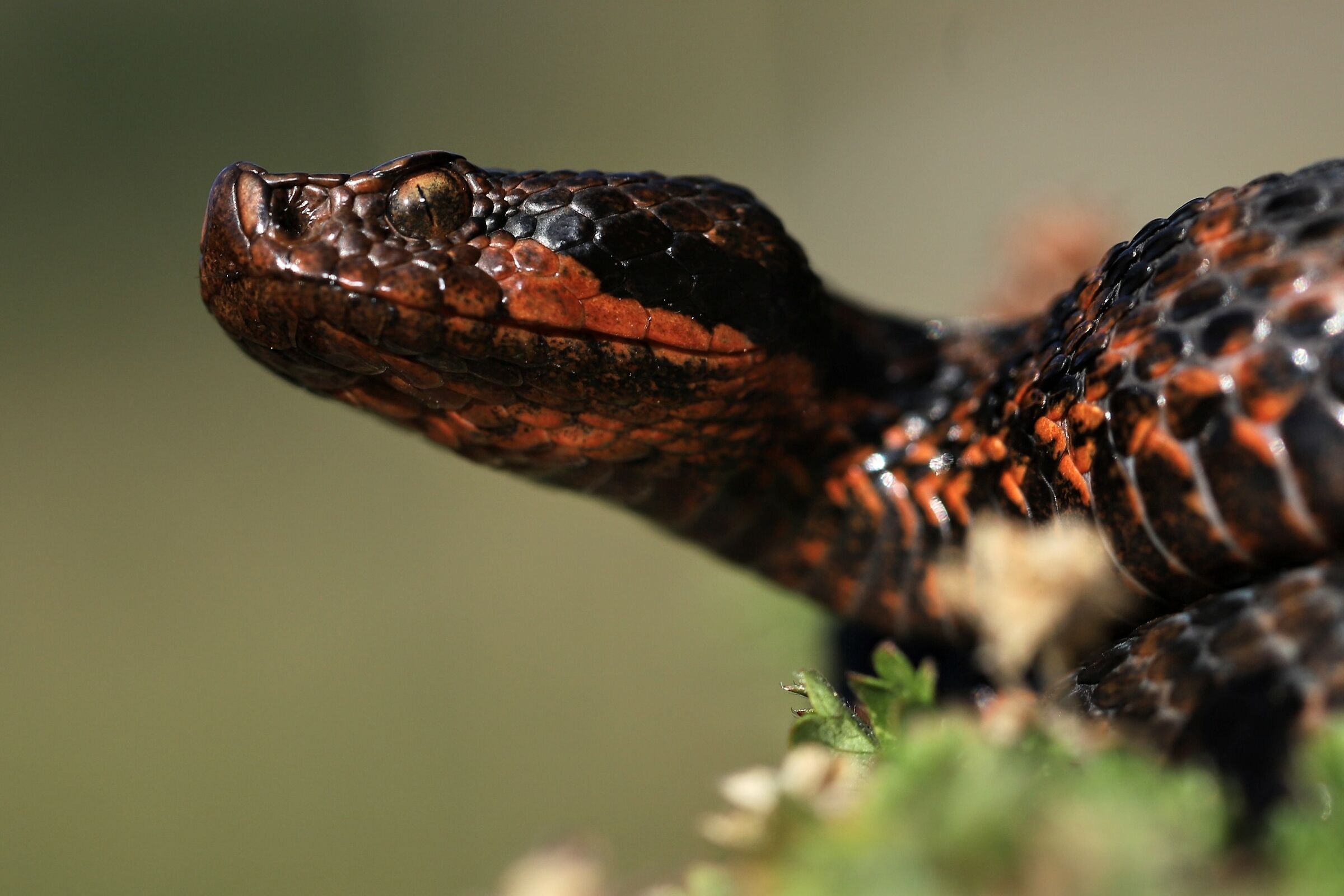 Viper aspis ssp. atra, male (Ticino, Switzerland)