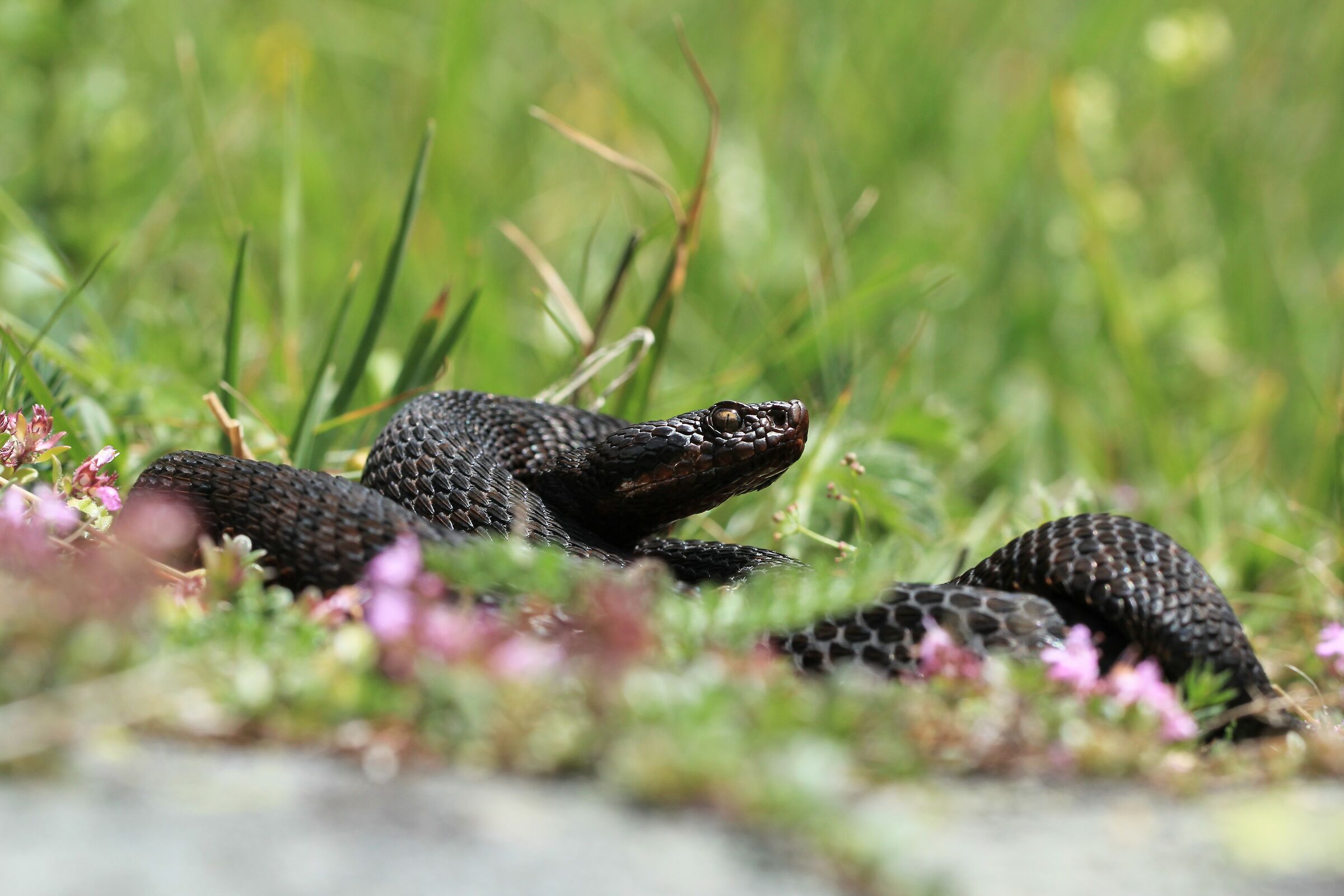 Viper aspis ssp. atra, male (Ticino, Switzerland)