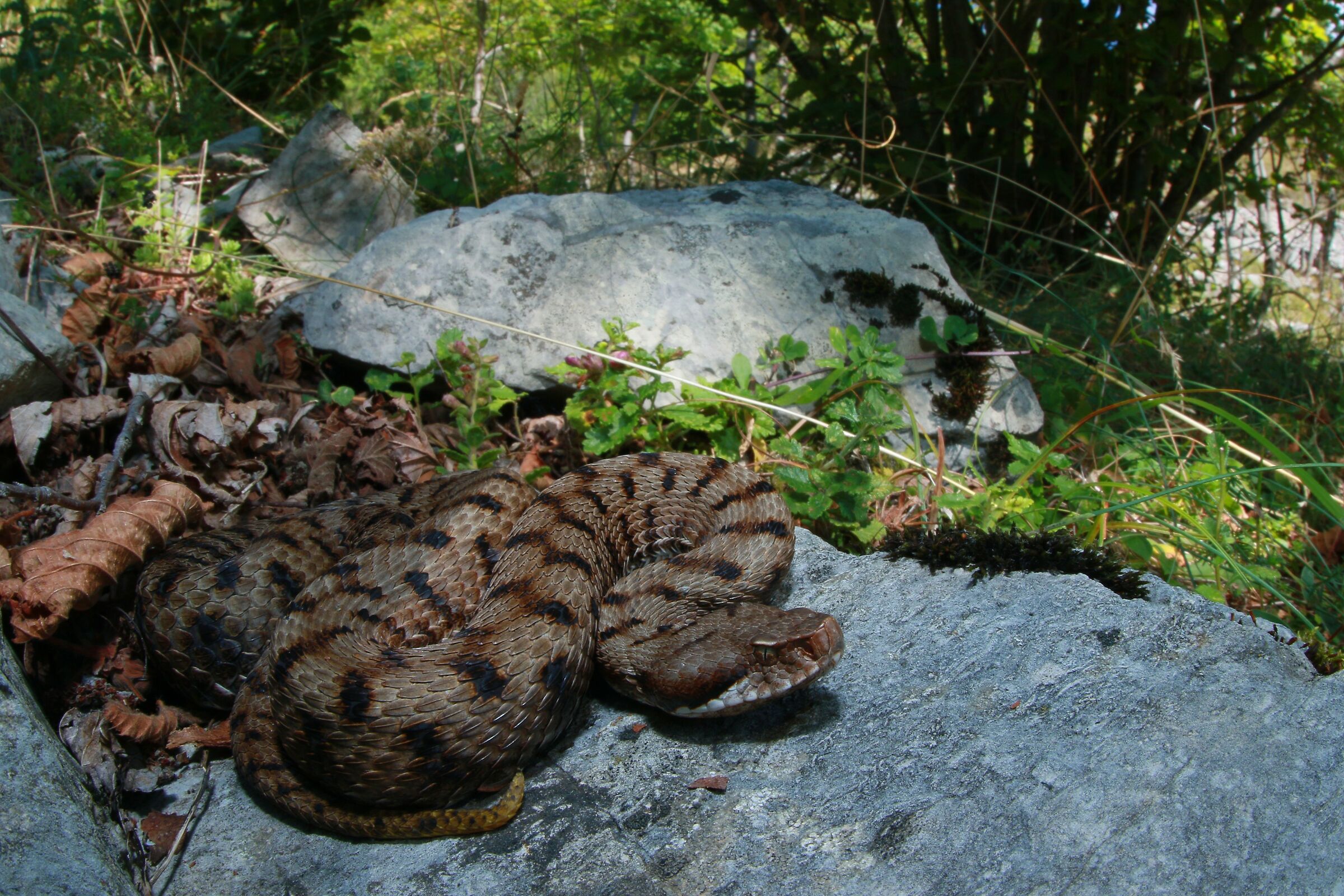 Viper aspis ssp. francisciredi, female (Lombardy, Ita
