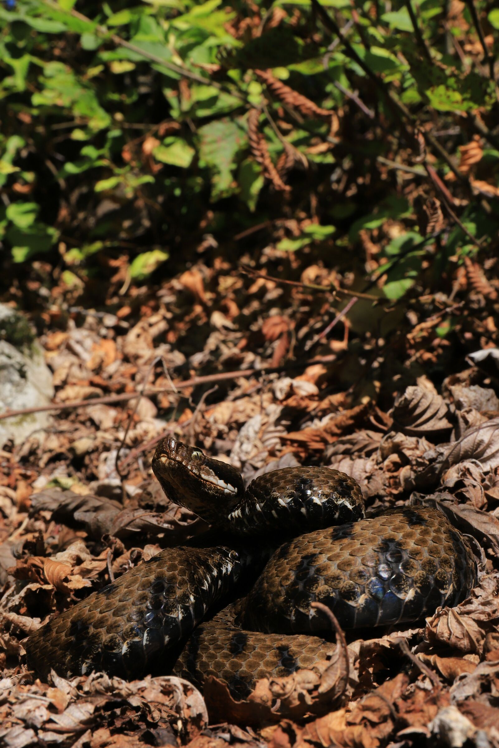 Viper aspis ssp. francisciredi, female (Lombardy, Ita