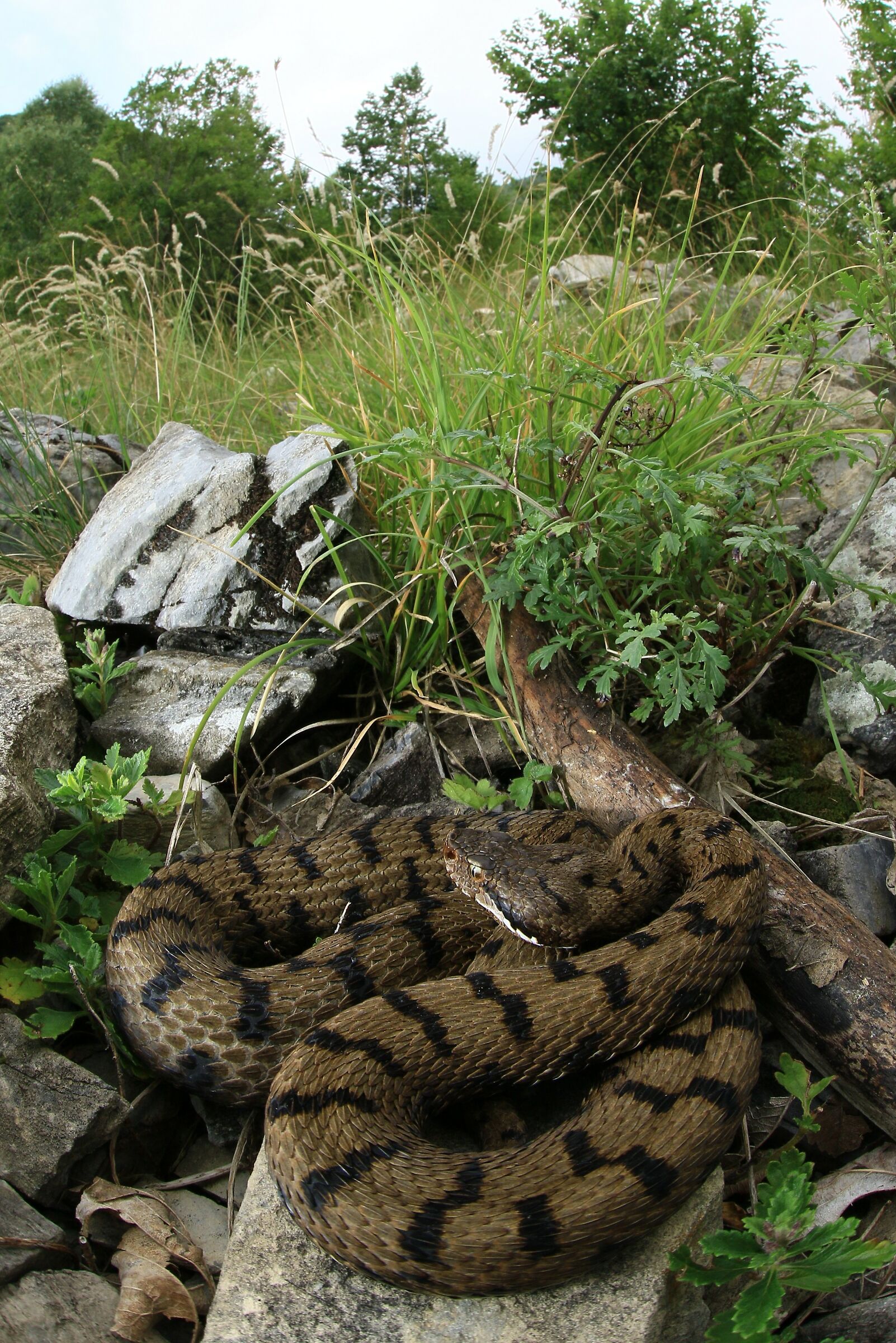 Viper aspis ssp. francisciredi, female (Lombardy, Ita