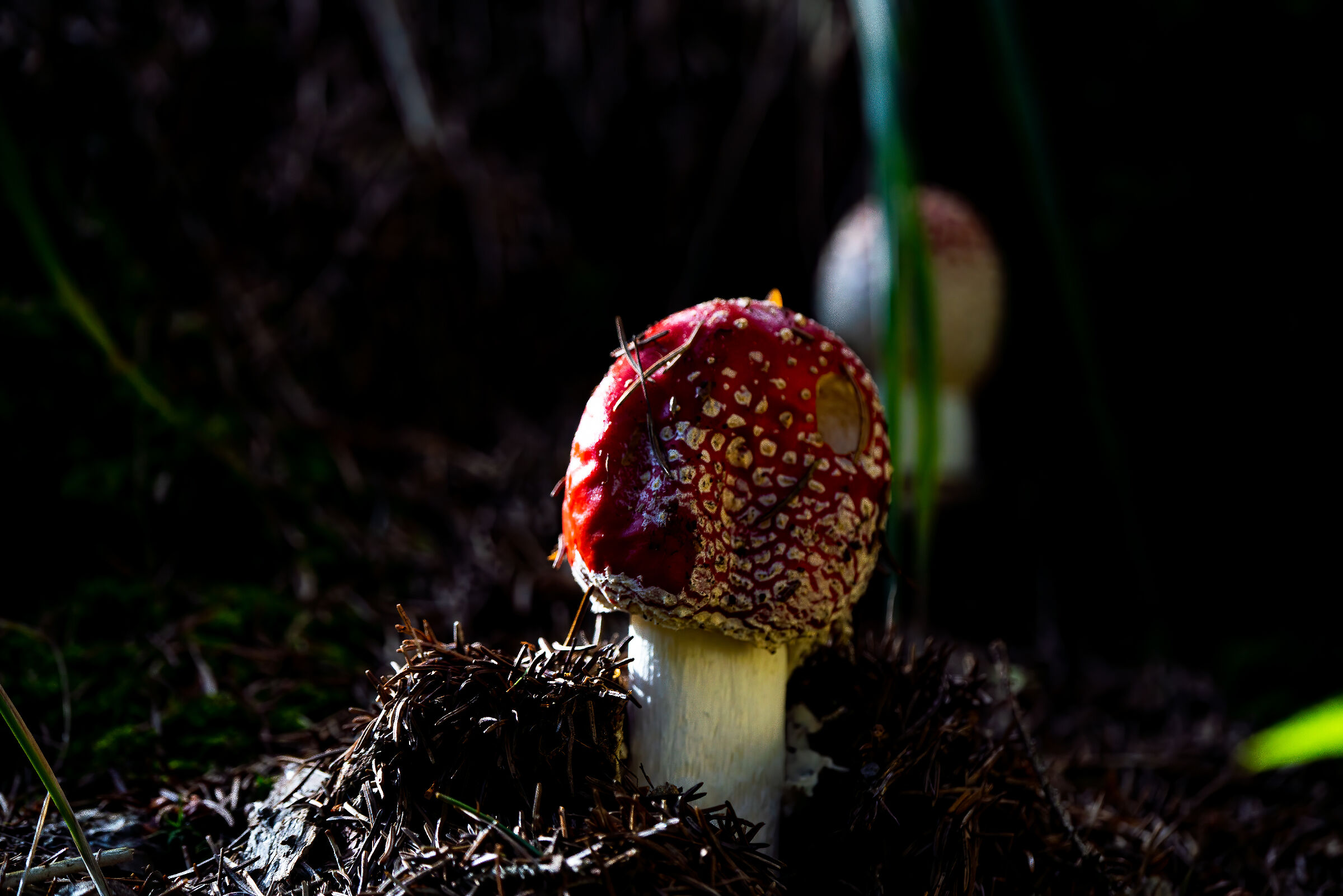 Funghi belli ma da evitare