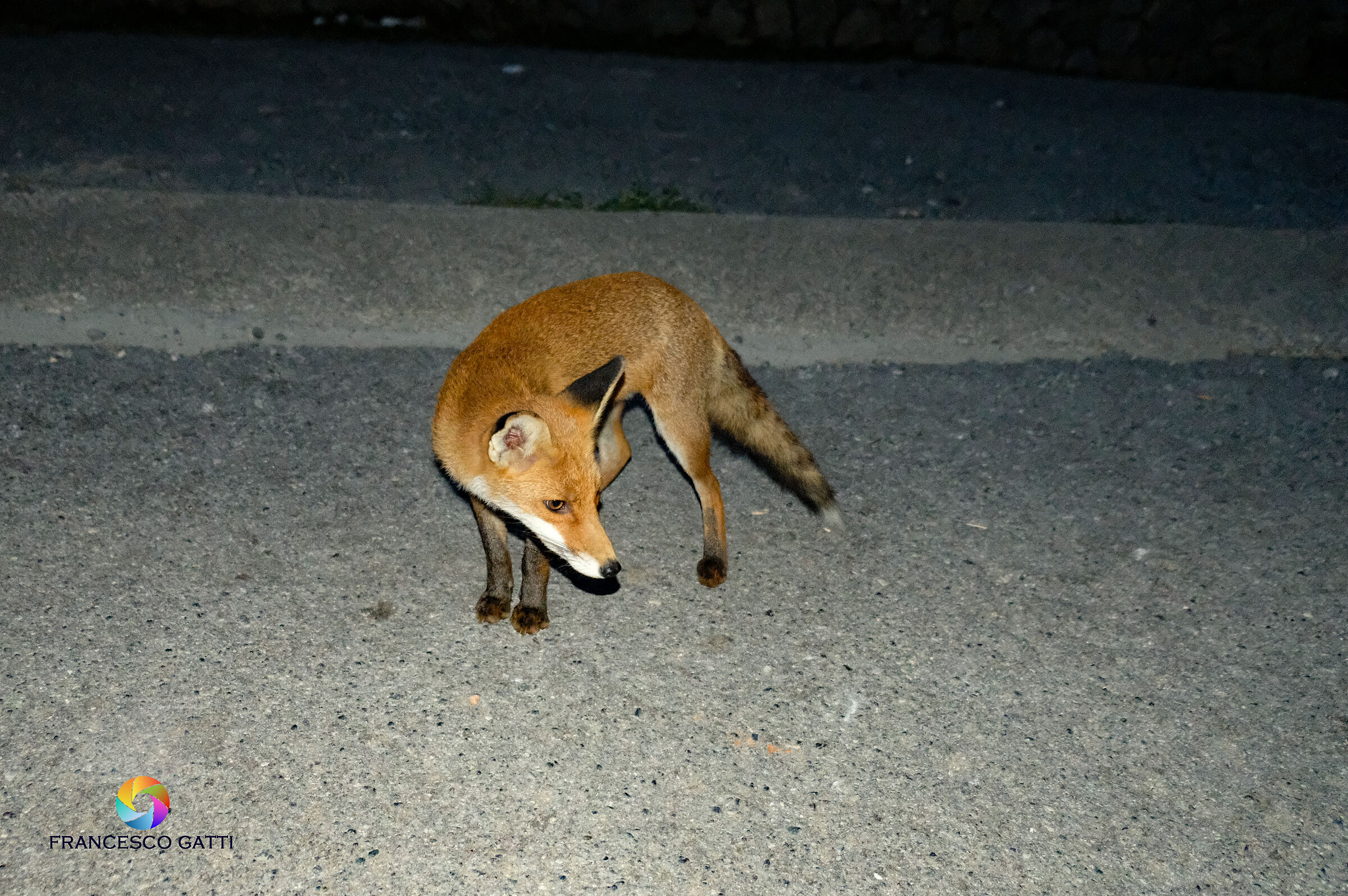Urban fox