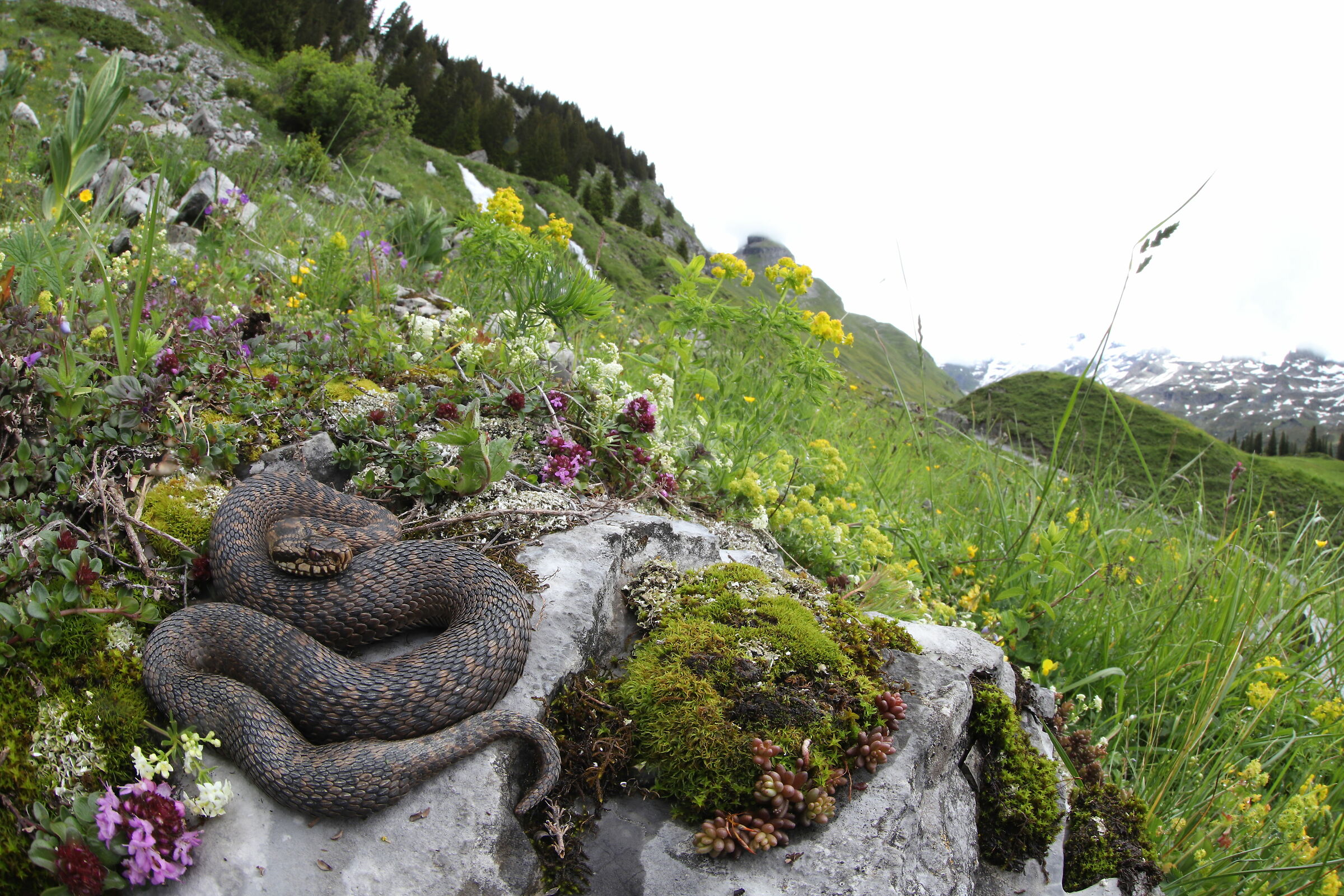 Viper berus ssp. berus, female (Bern, Switzerland)