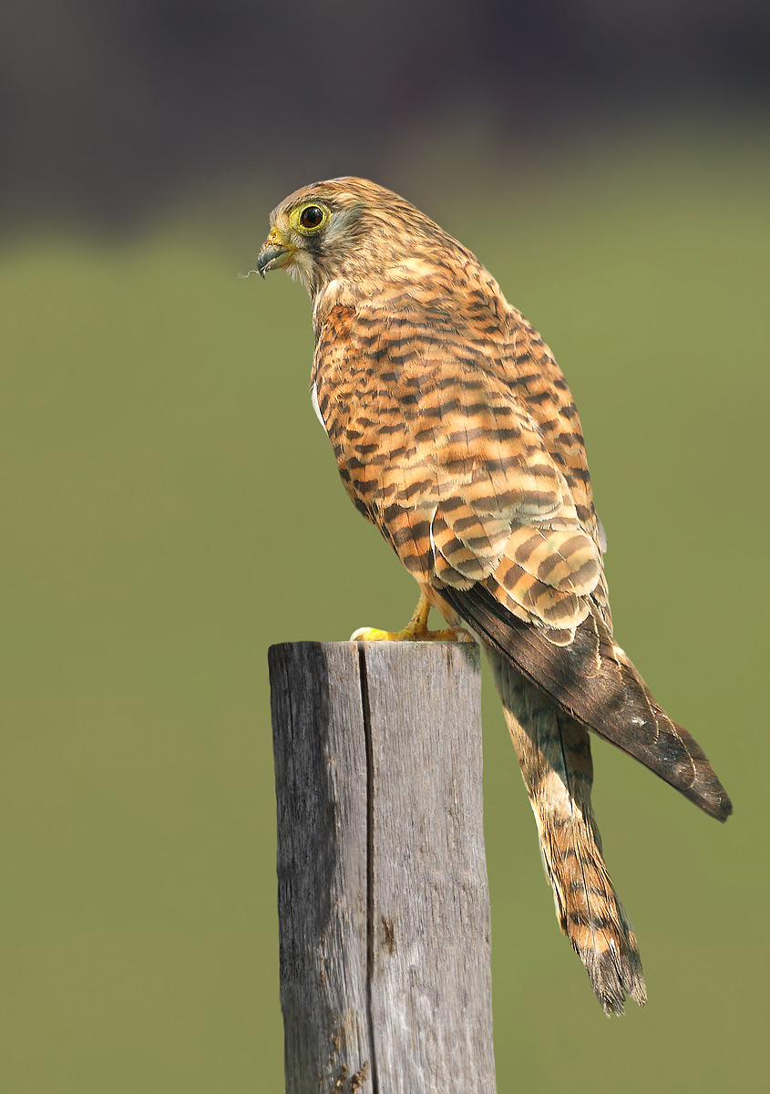 Lesser Kestrel