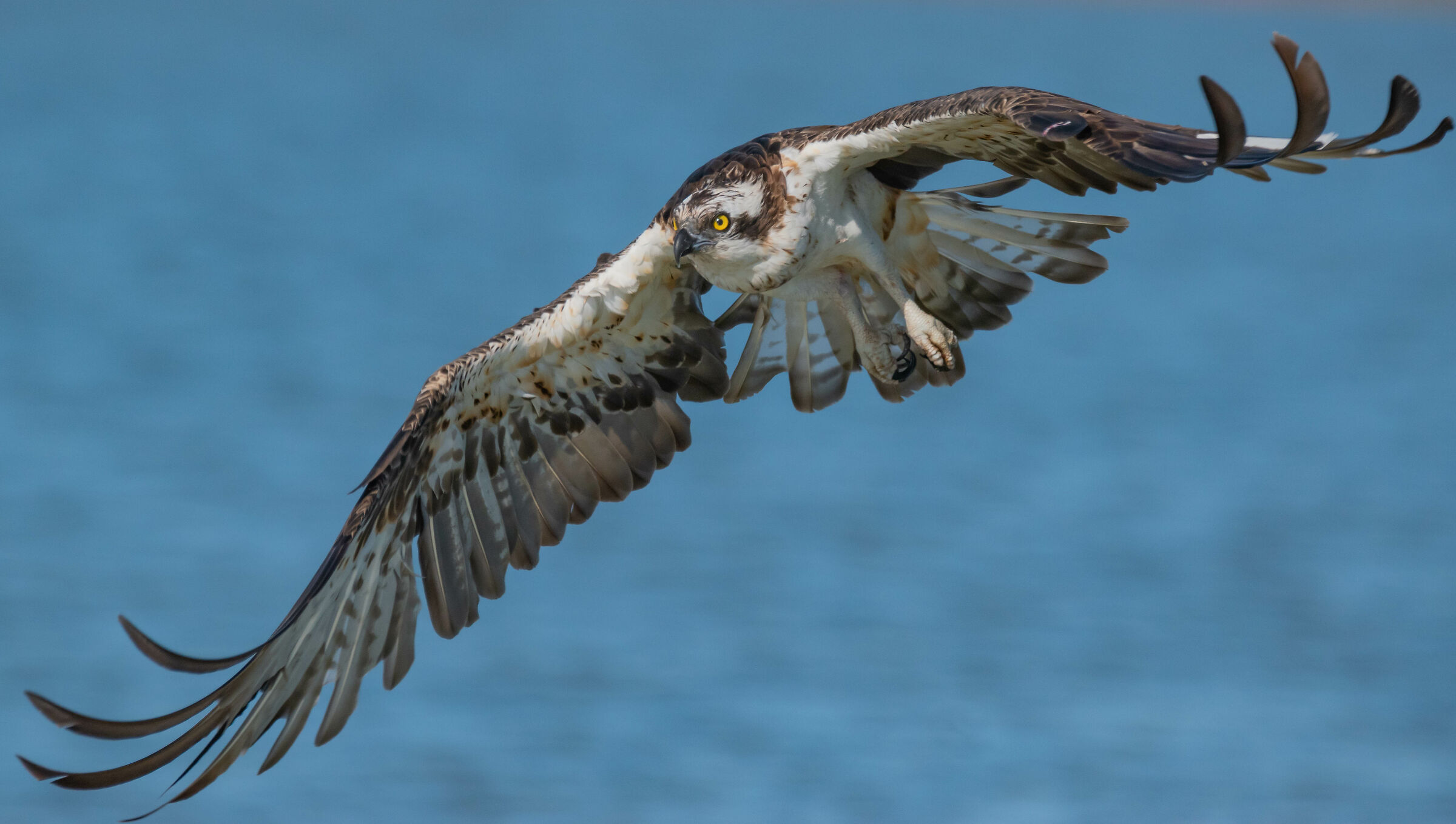 The flight of the osprey!