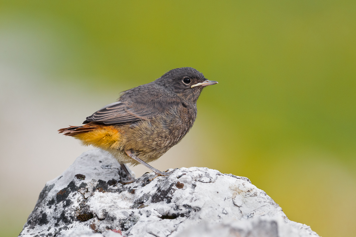 Nidiaceo di Codirosso spazzacamino ...
