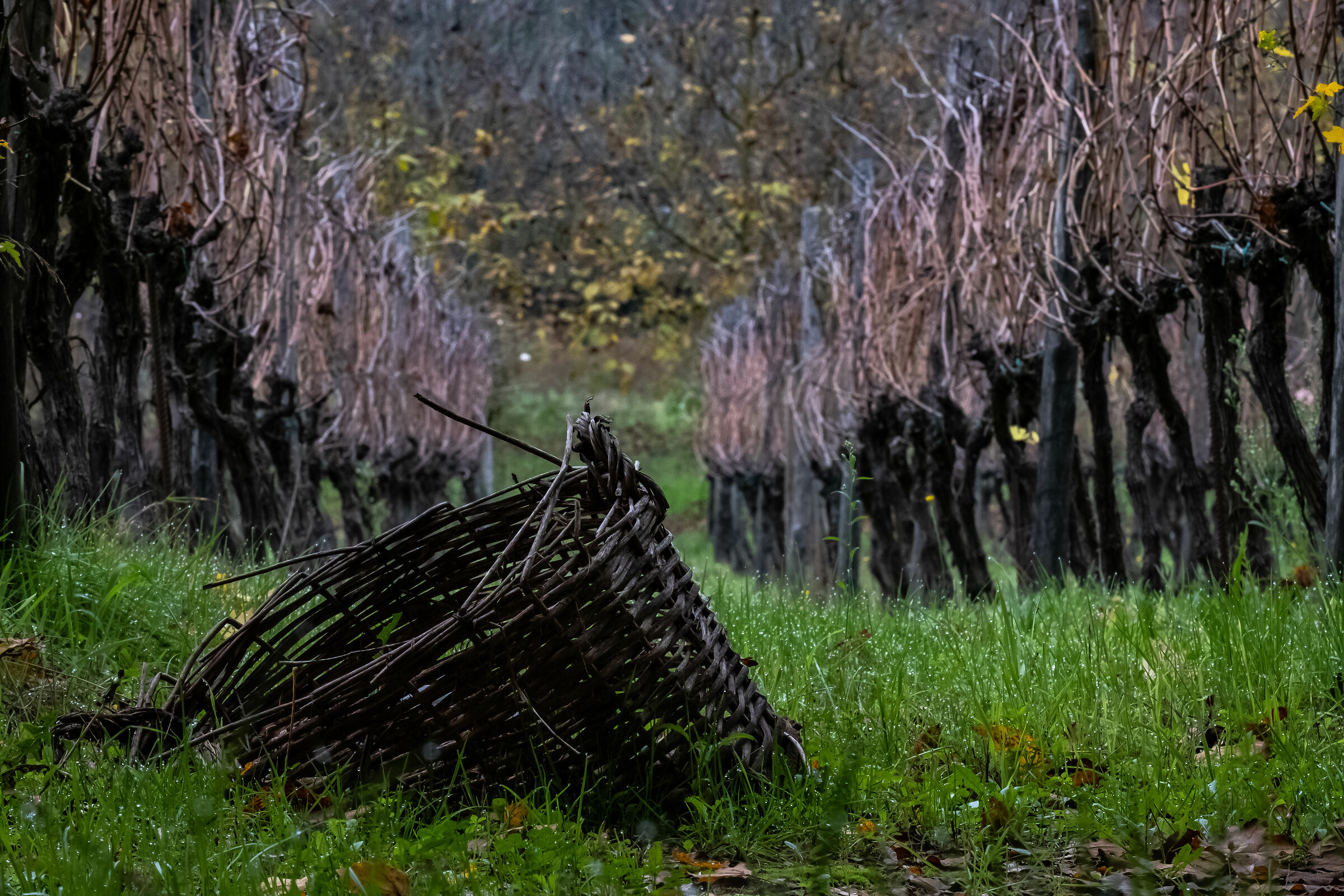 Un cestino d'Autunno