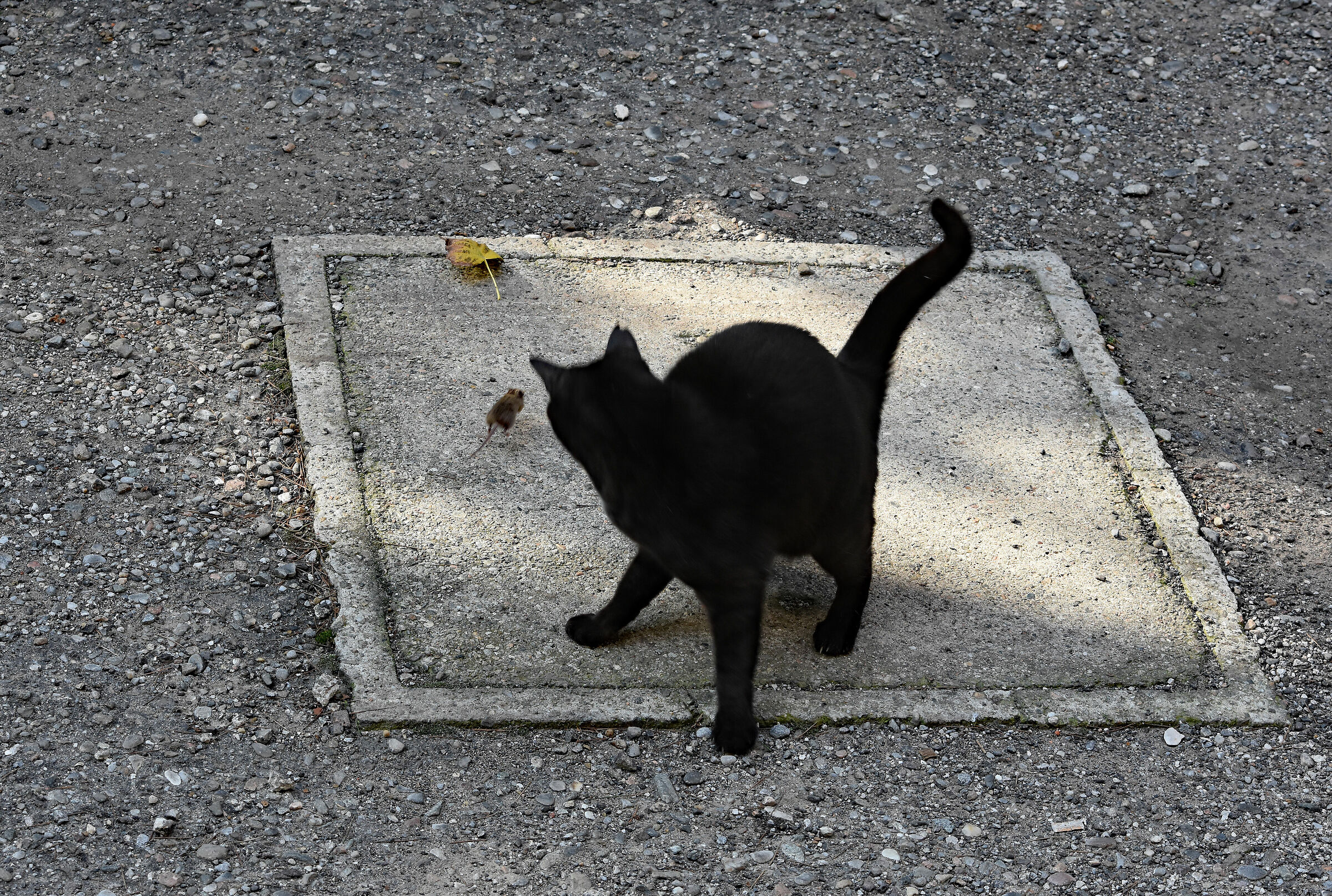 Silvestro & Gonzales