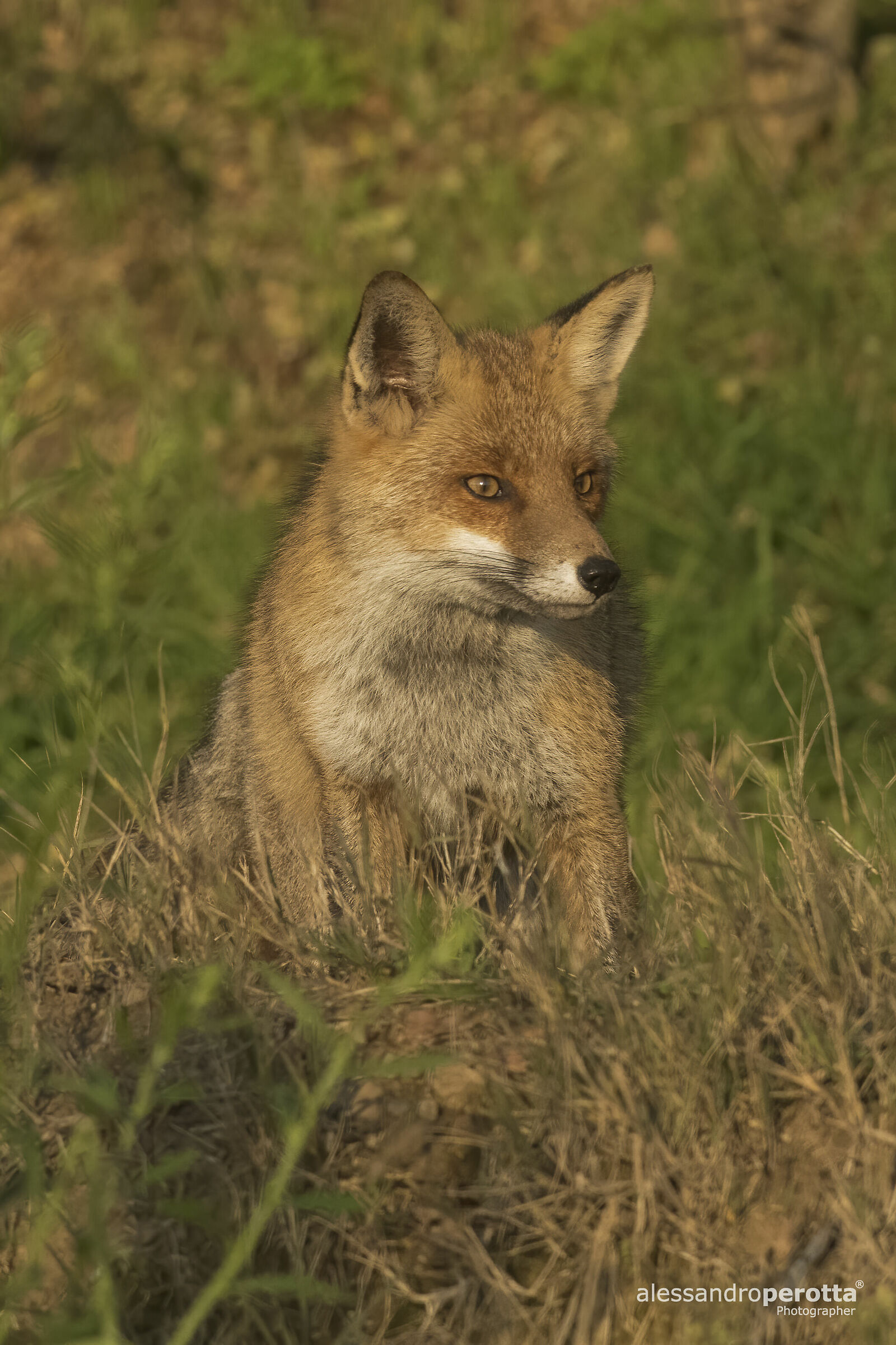 Vulpes vulpes