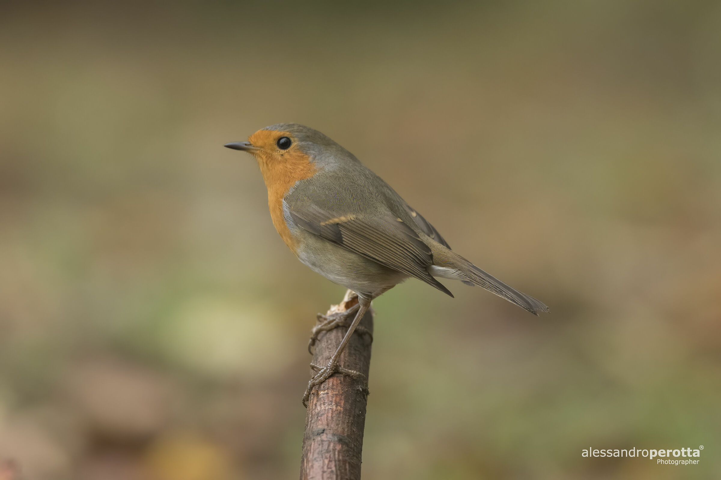 Erithacus rubecula