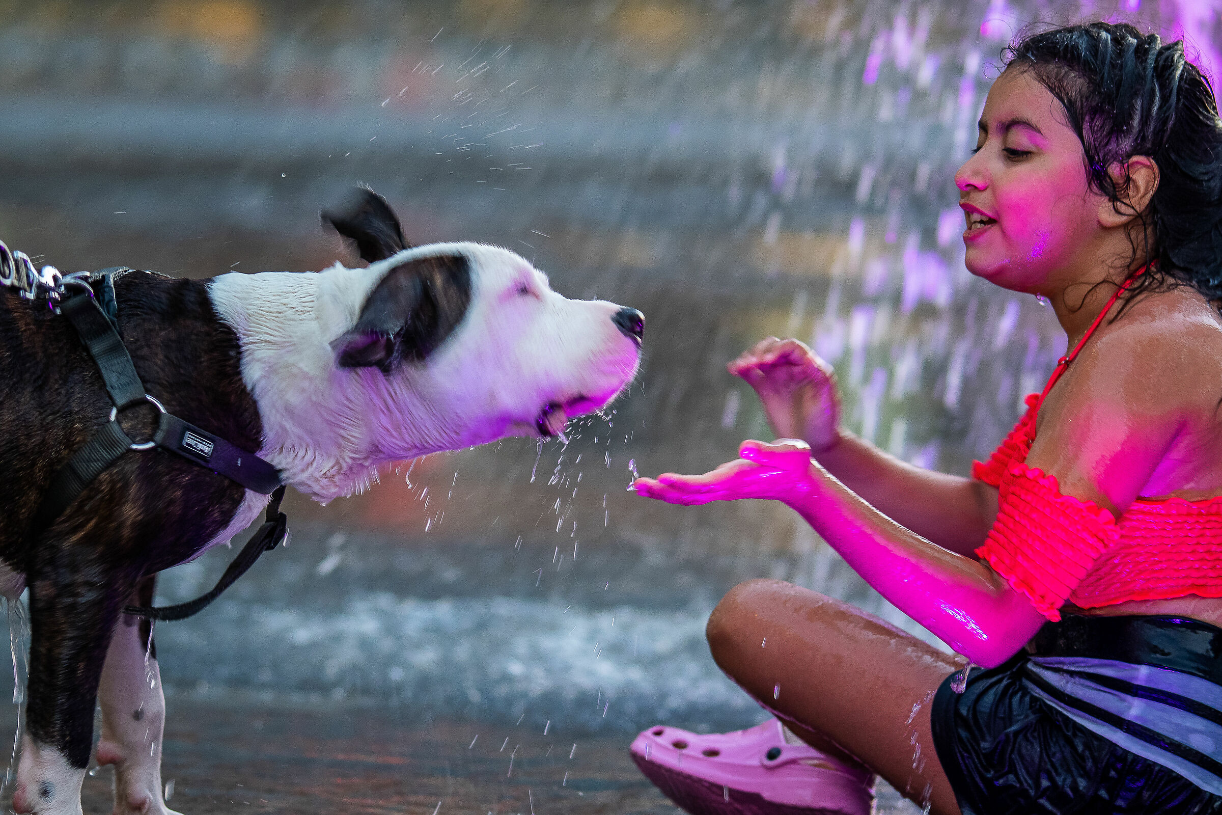 The Little Girl and the Dog