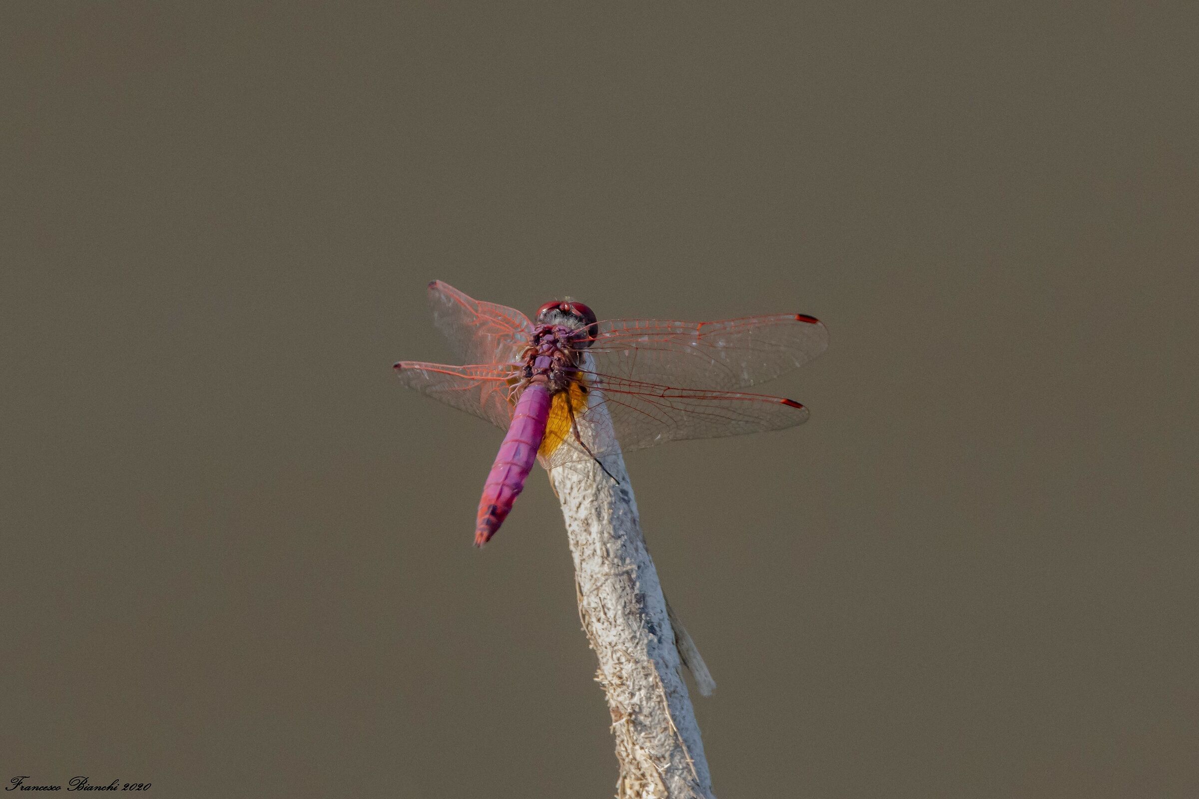 Dragonfly