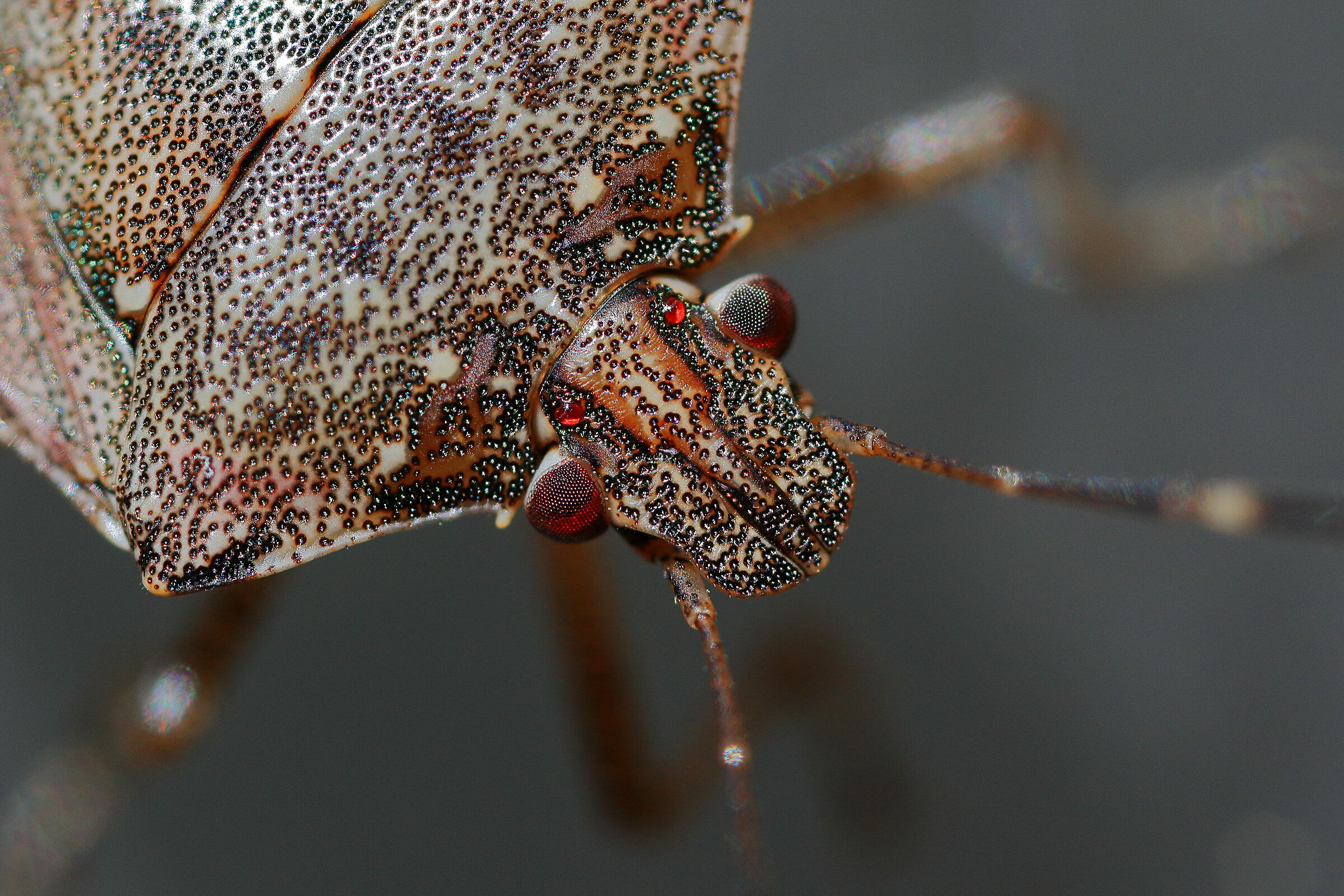 Bedbugs are also beautiful