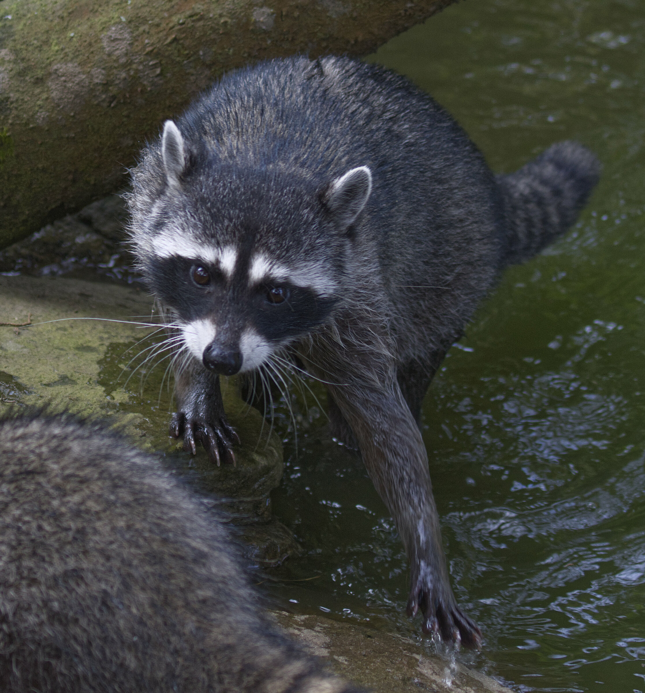 Hunting for crayfish
