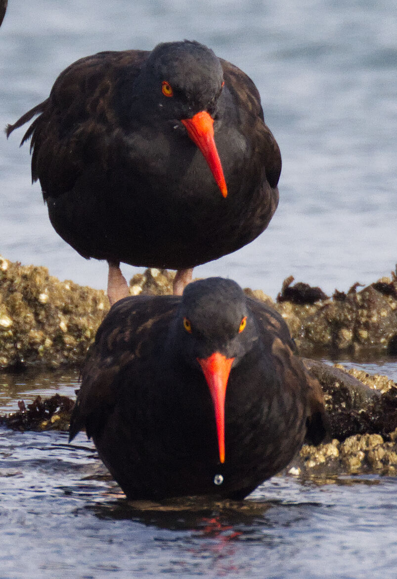 Non scherzare con noi...